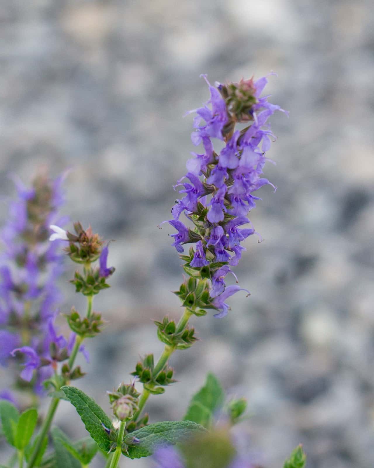 Blue Hill Salvia - Image 5