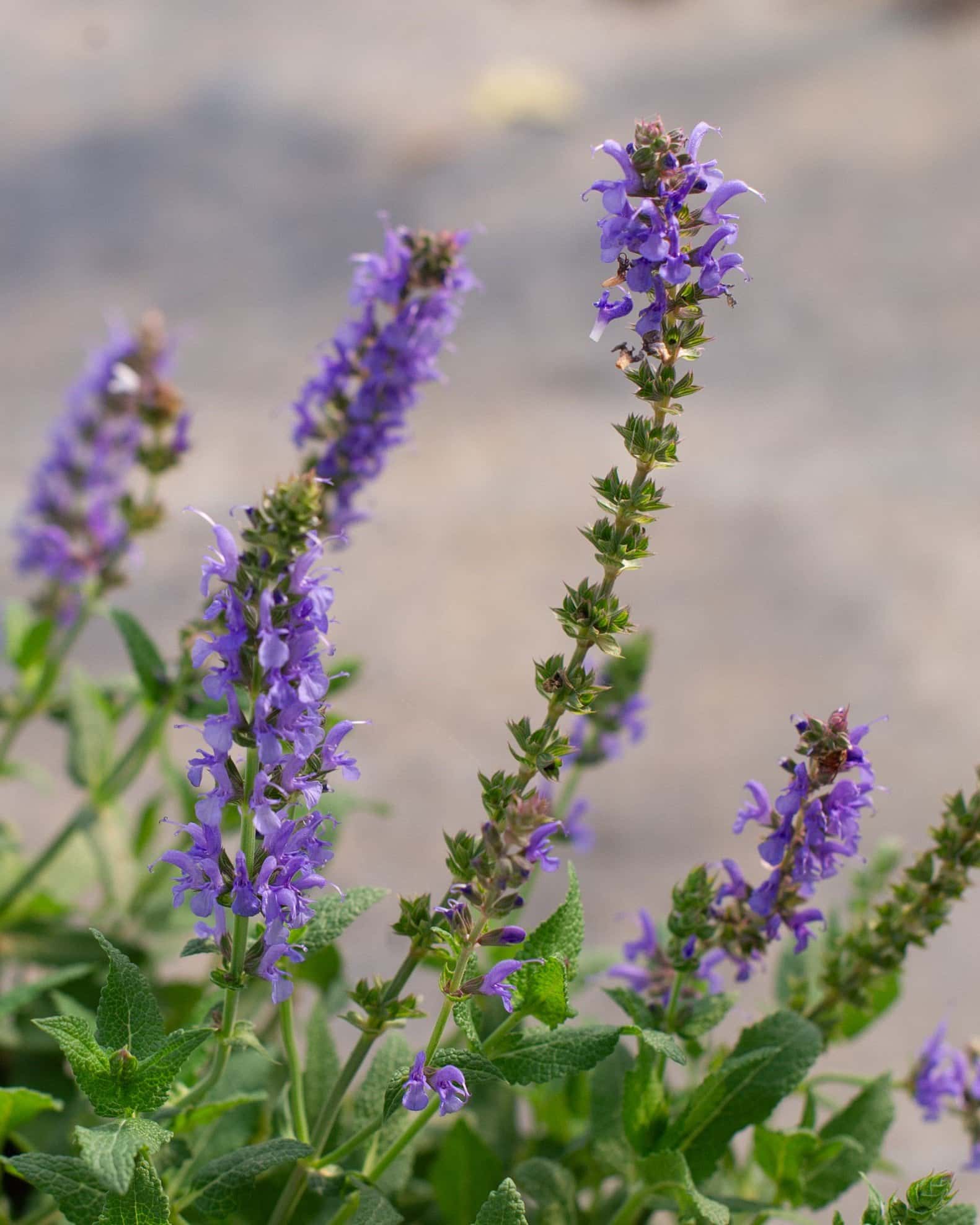 Blue Hill Salvia - Image 6