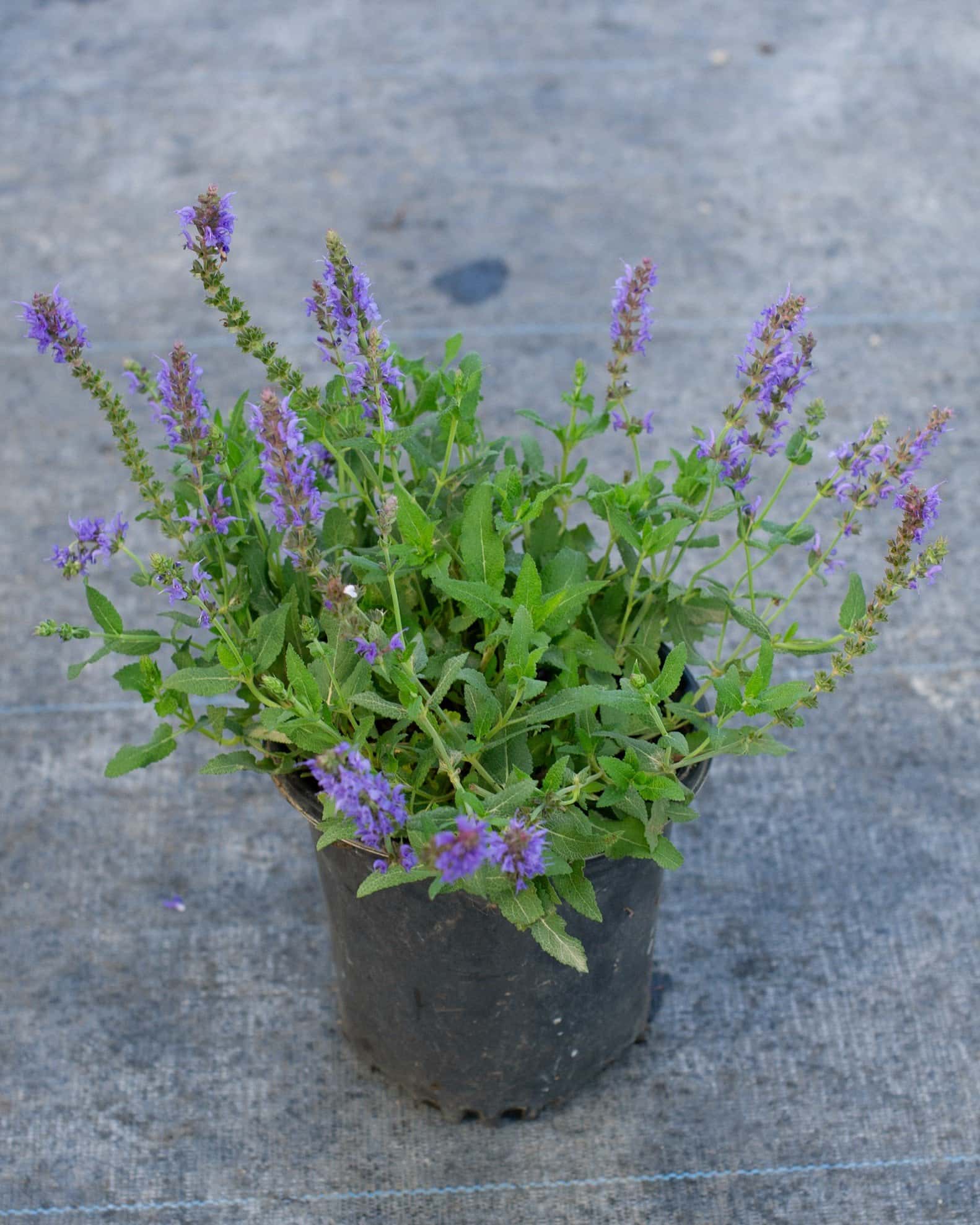 Blue Hill Salvia - Image 7