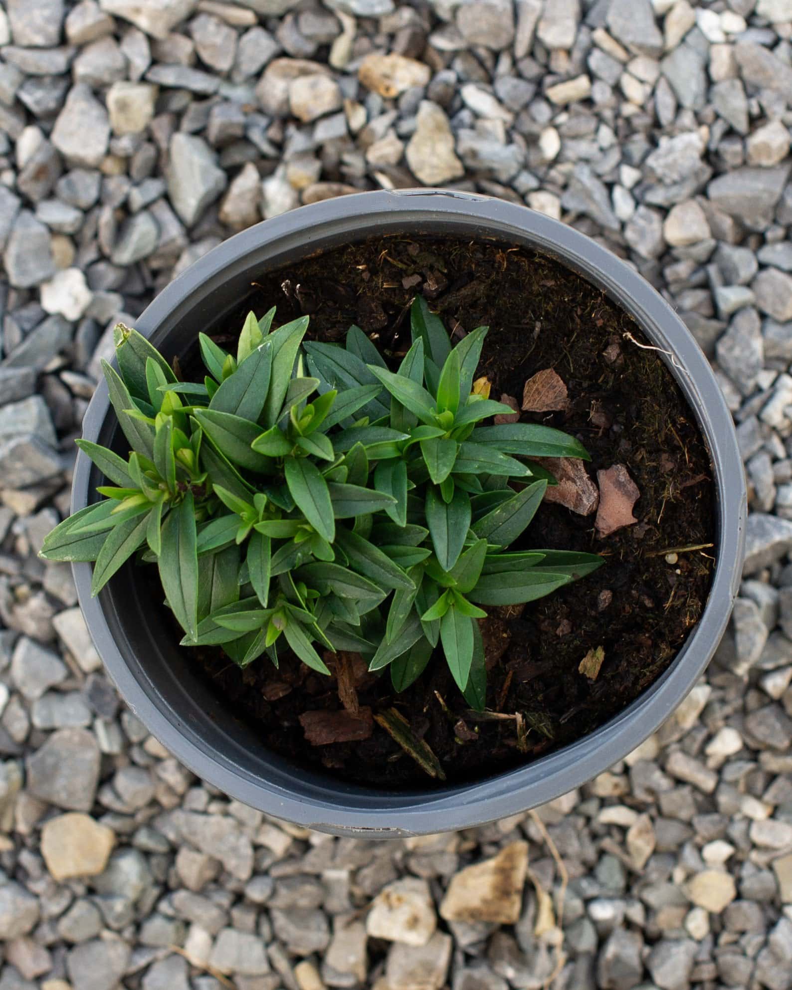 Blue Moon Phlox - Image 1