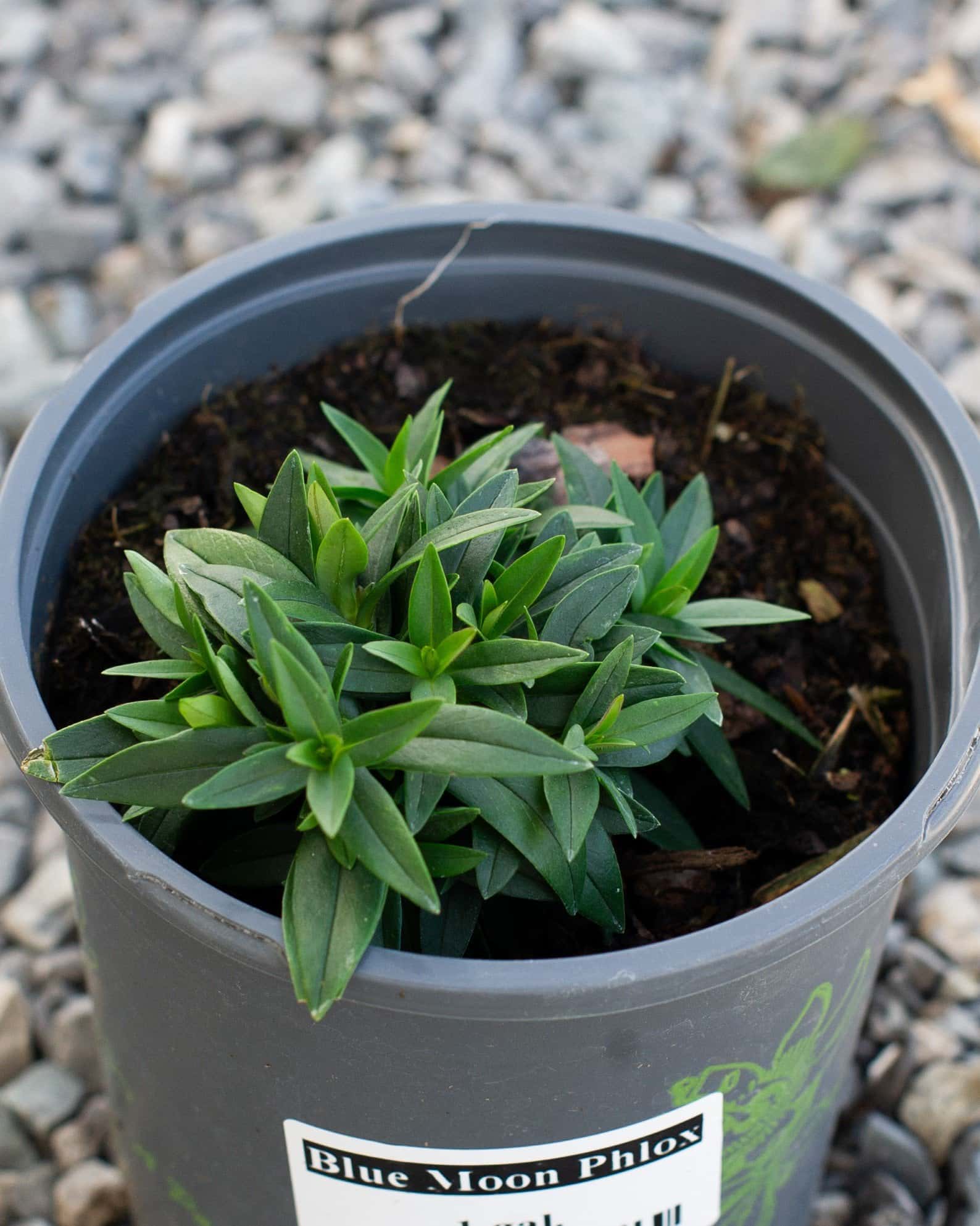 Blue Moon Phlox - Image 2
