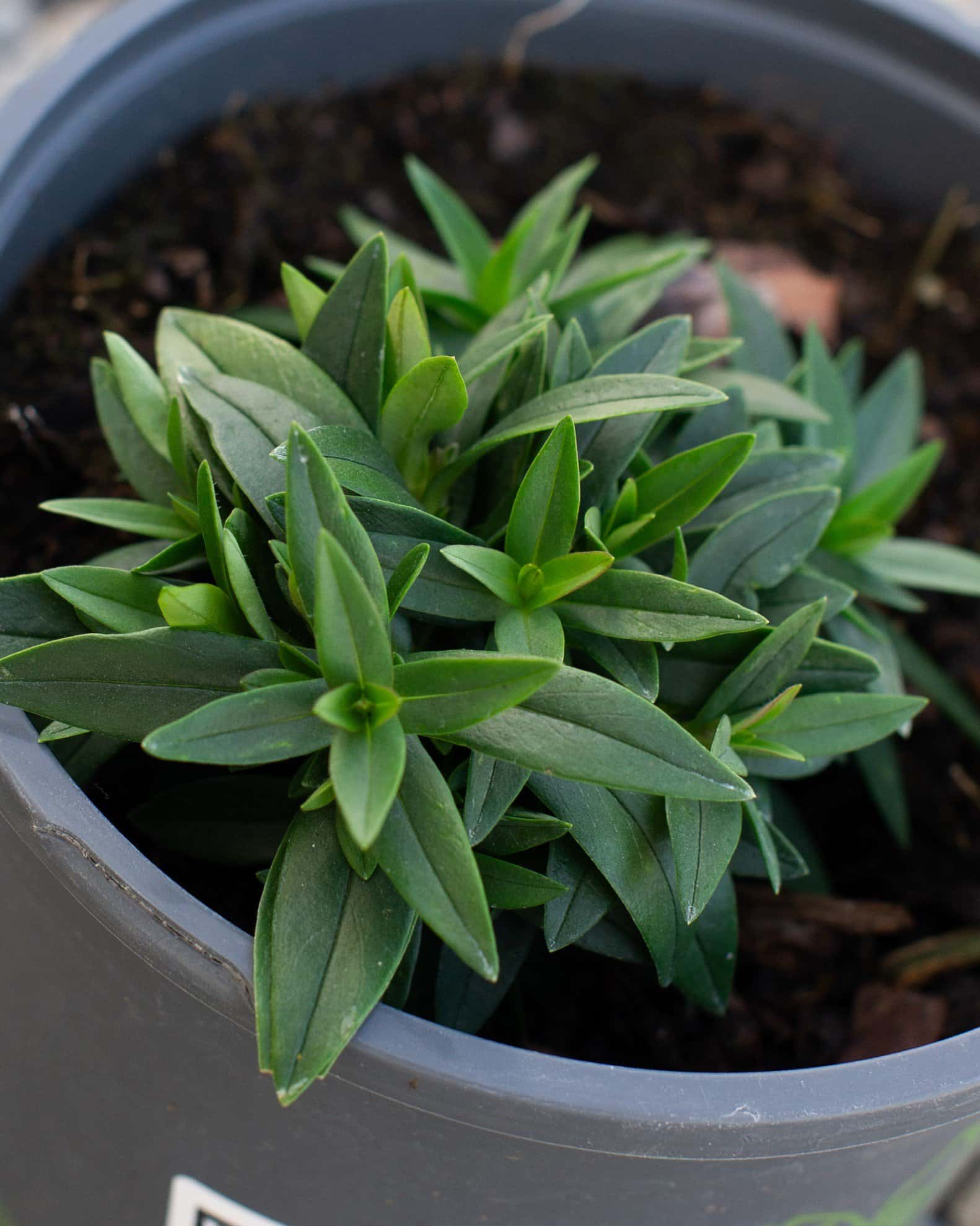 Blue Moon Phlox - Image 3