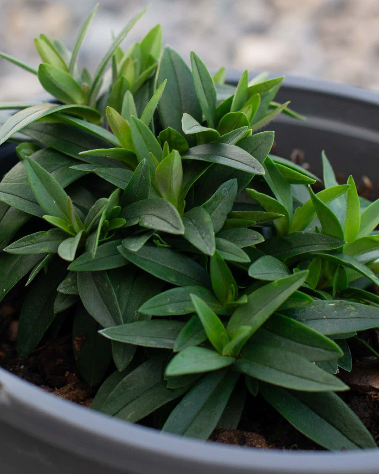 Blue Moon Phlox - Image 4