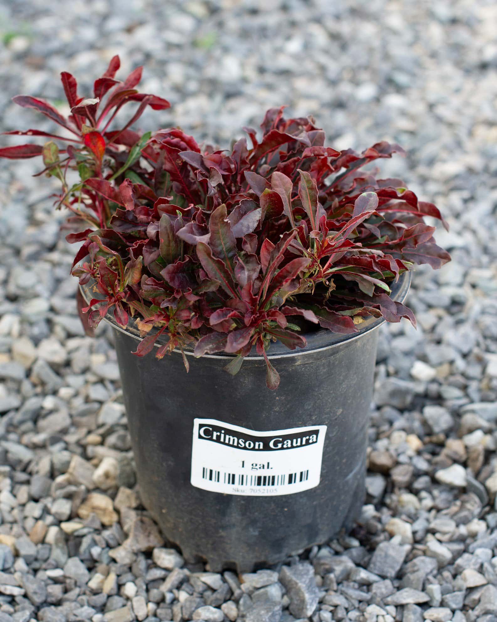 Crimson Gaura - Image 3