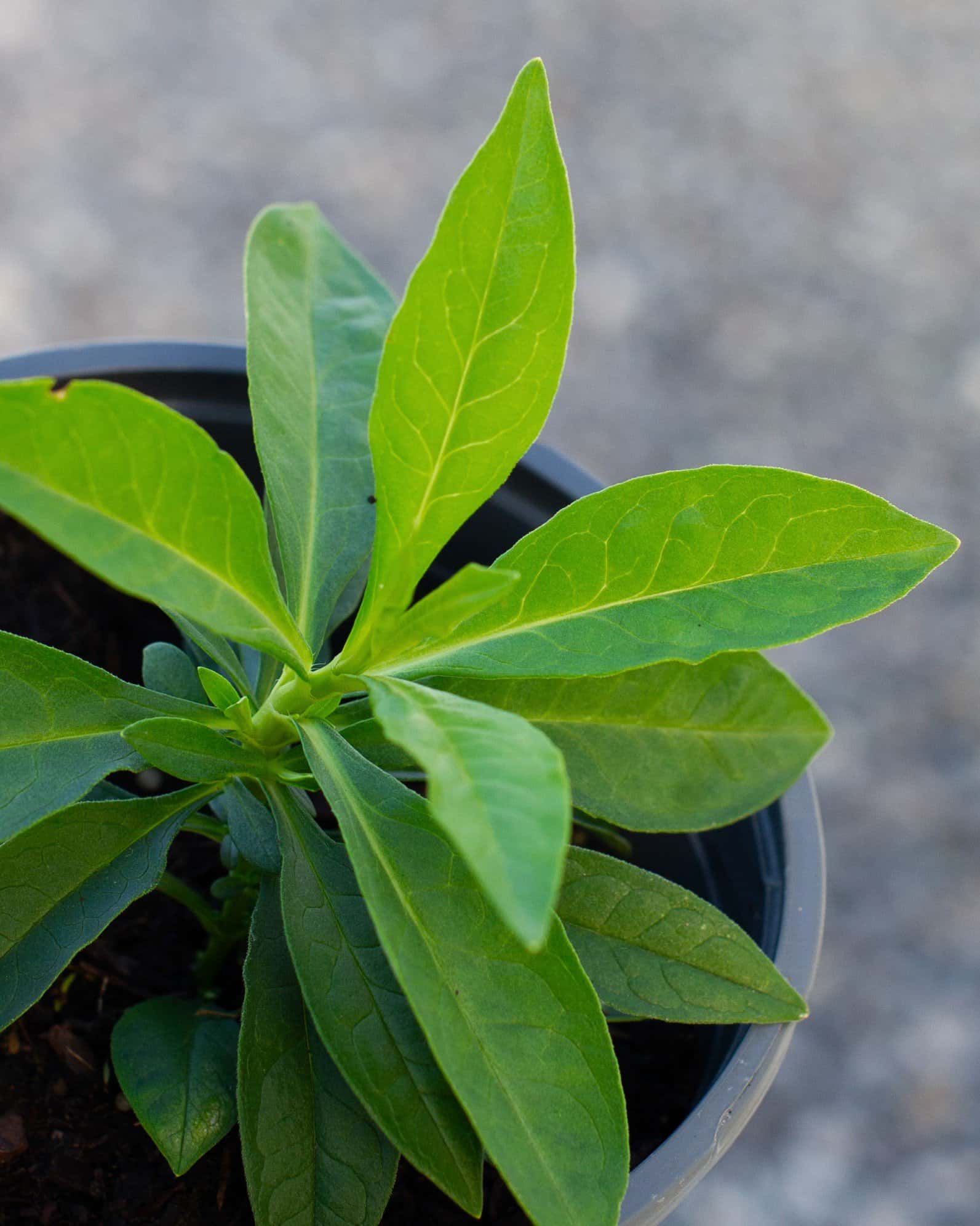 David Phlox - Image 1