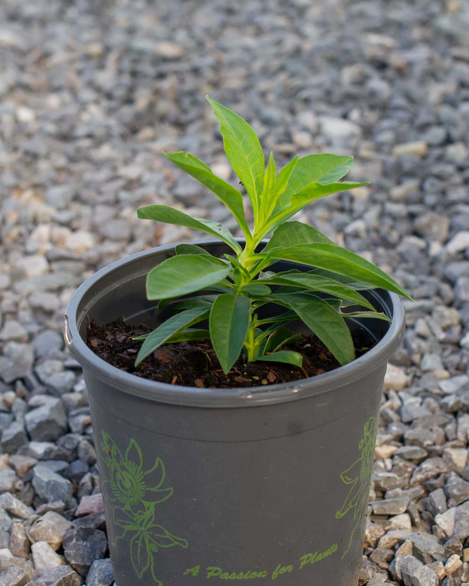 David Phlox - Image 2