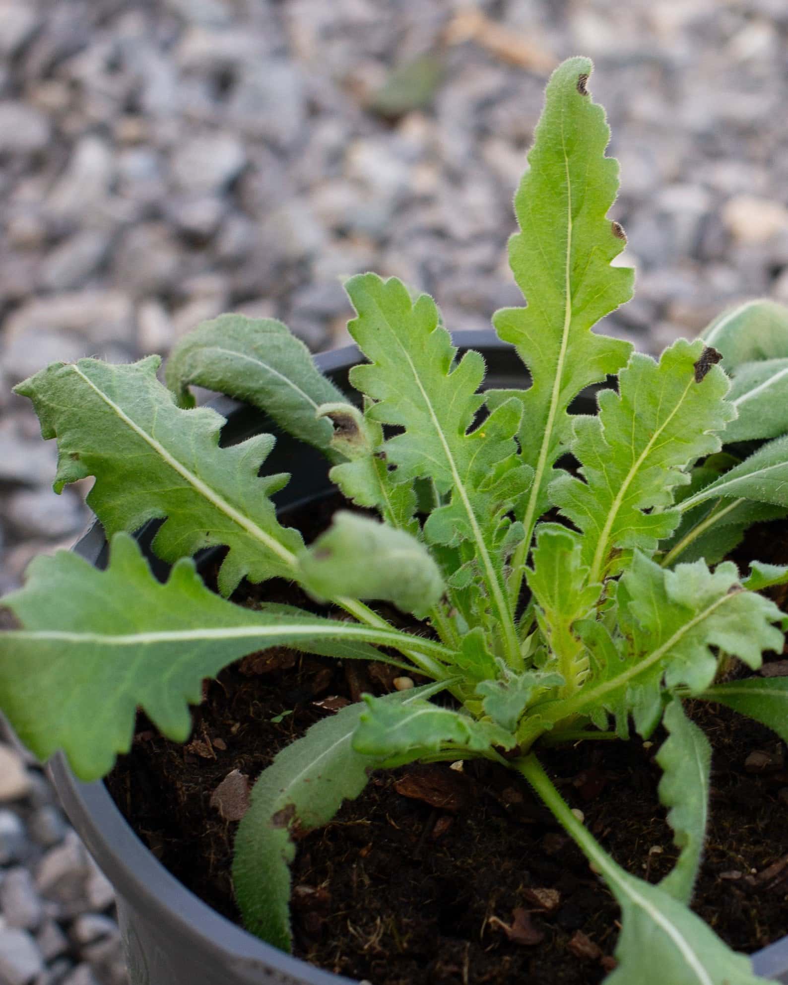 Engelmann's Daisy - Image 1