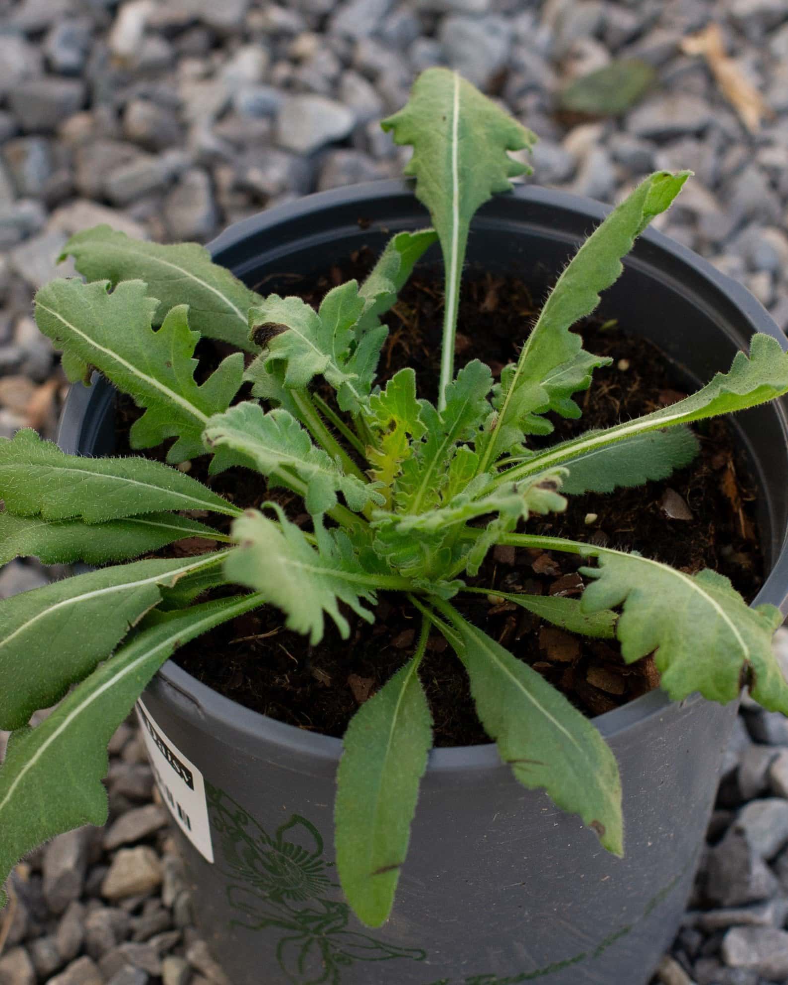 Engelmann's Daisy - Image 3