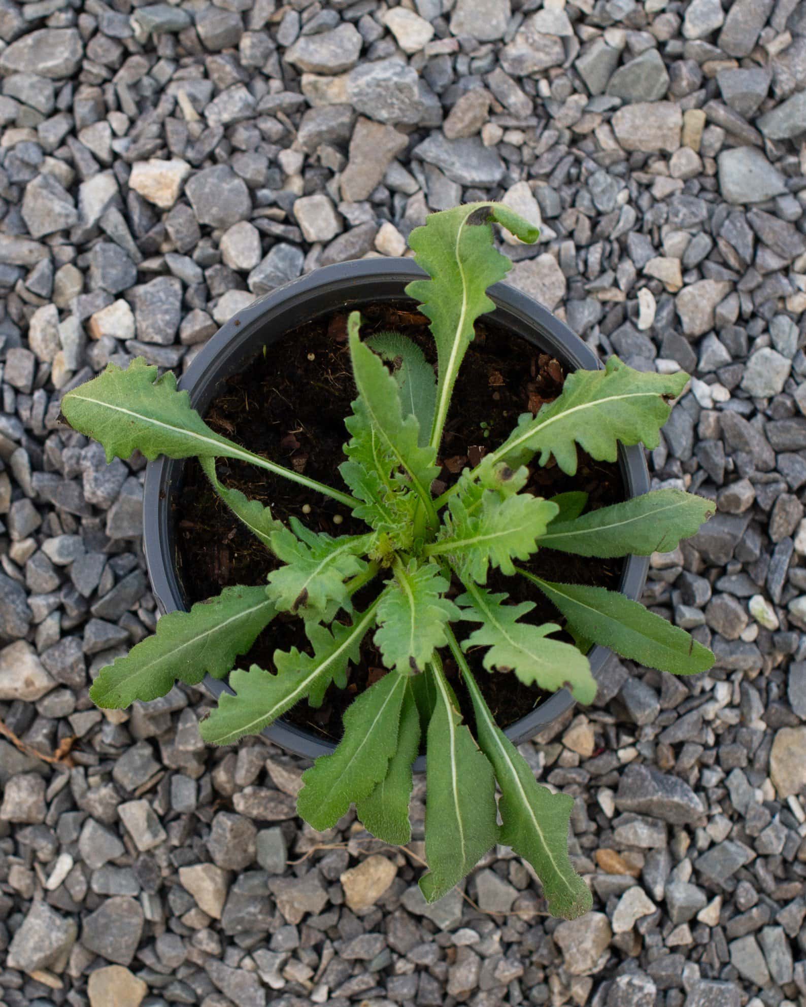 Engelmann's Daisy - Image 4