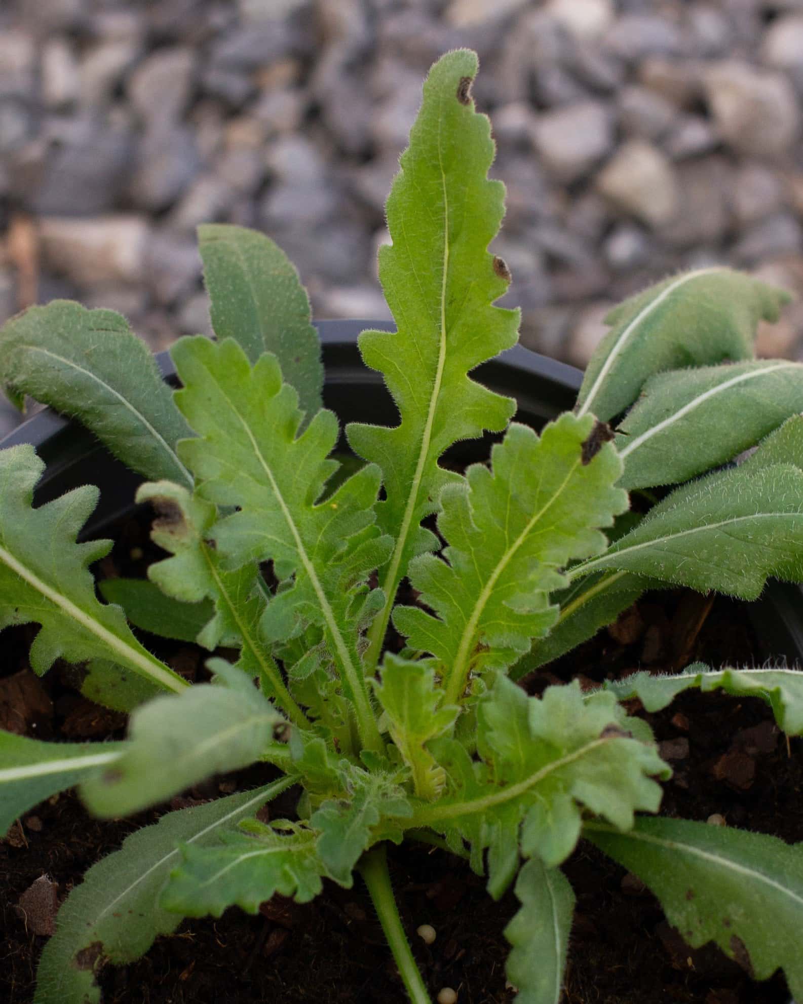 Engelmann's Daisy - Image 5