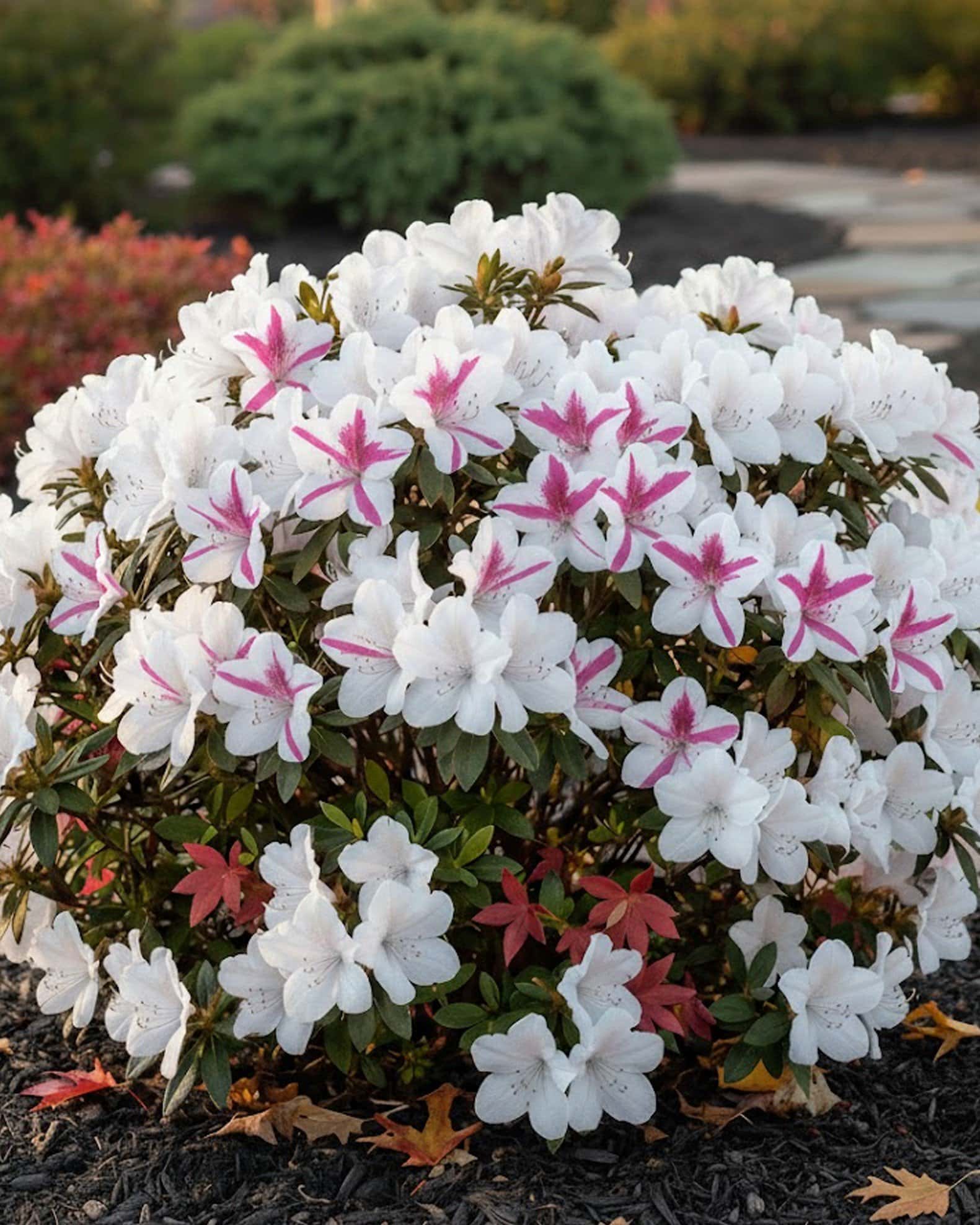 Encore Azalea Autumn Lily - Main Image