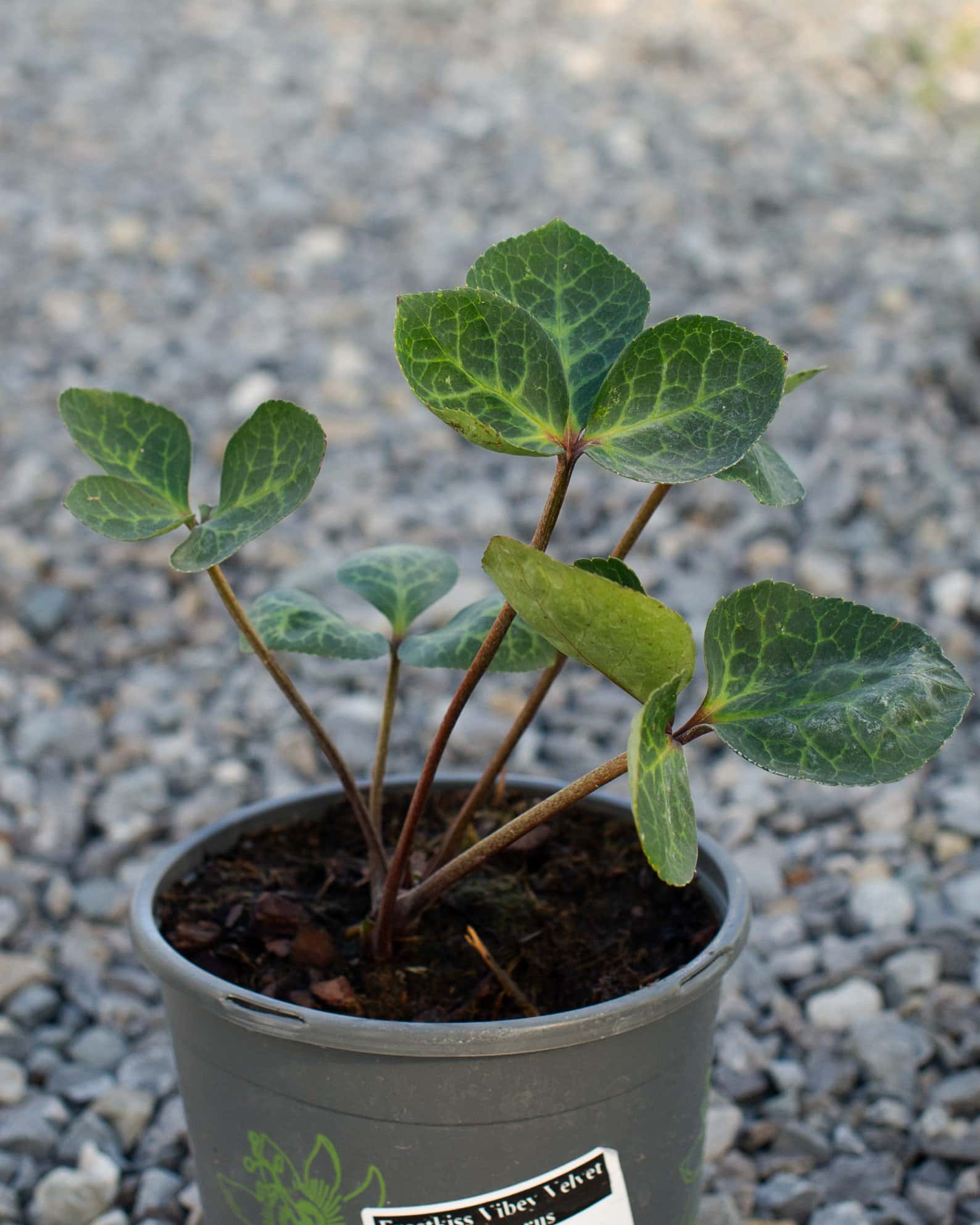 Frostkiss Vibey Velvet Helleborus - Image 2