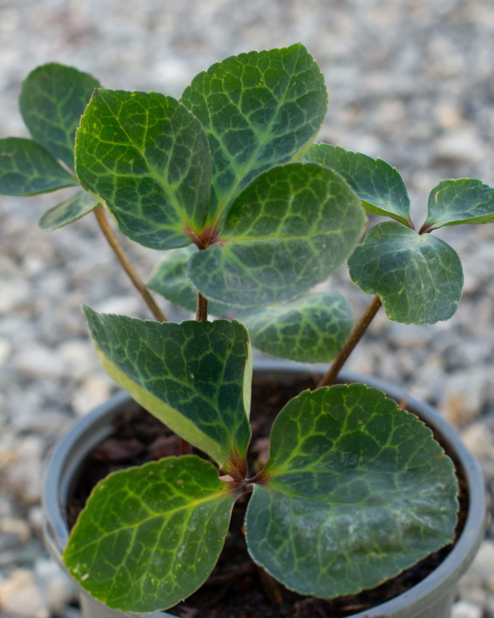 Frostkiss Vibey Velvet Helleborus - Image 3