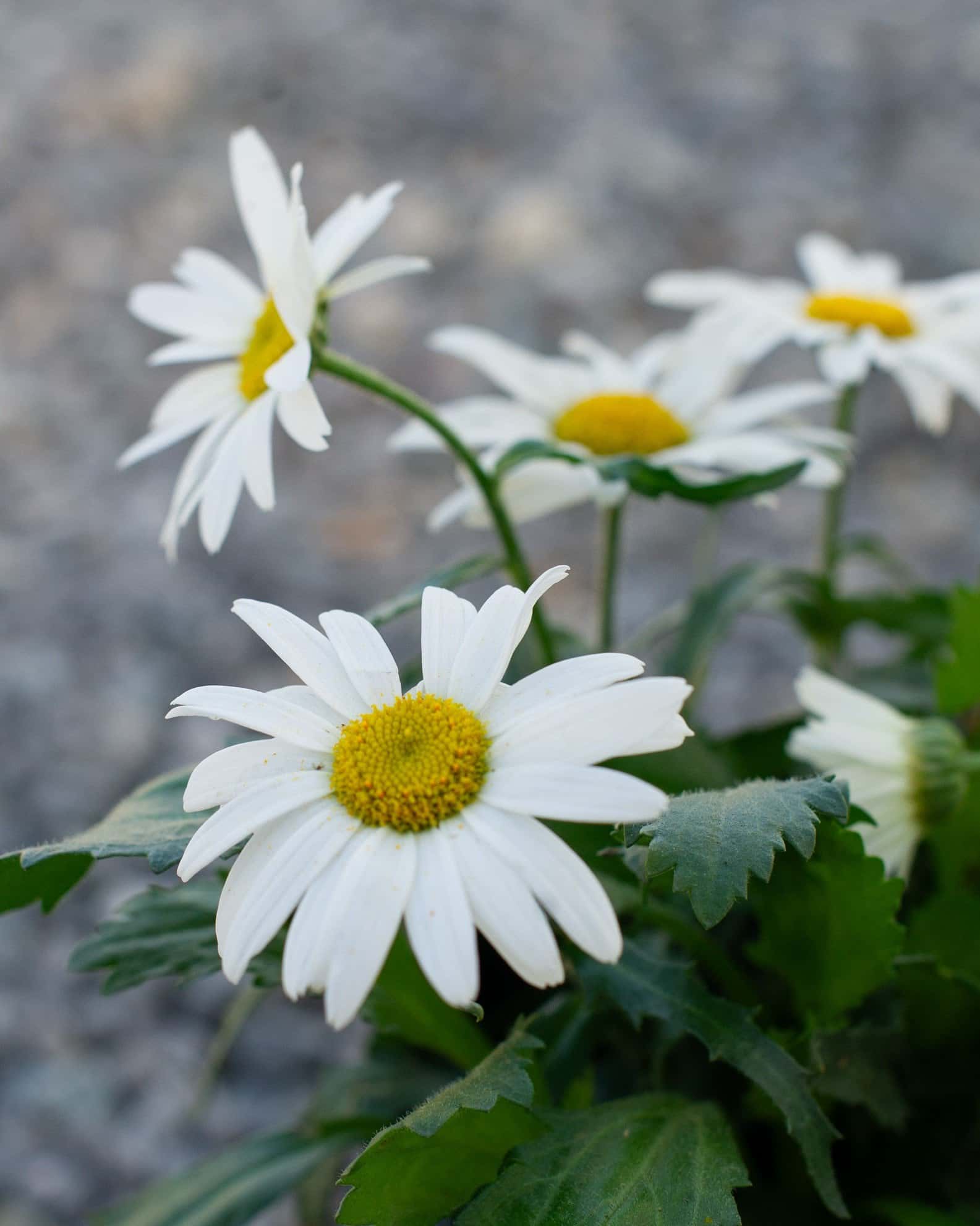 White Lion Shasta Daisy - Image 1
