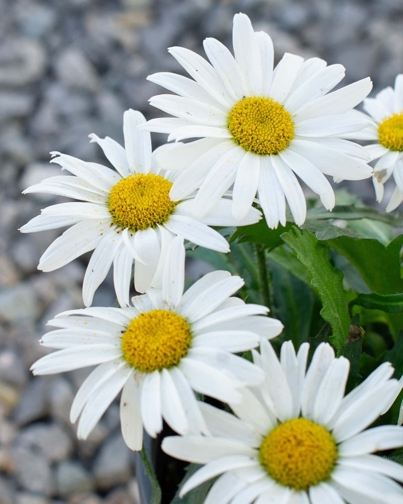 White Lion Shasta Daisy - Image 2