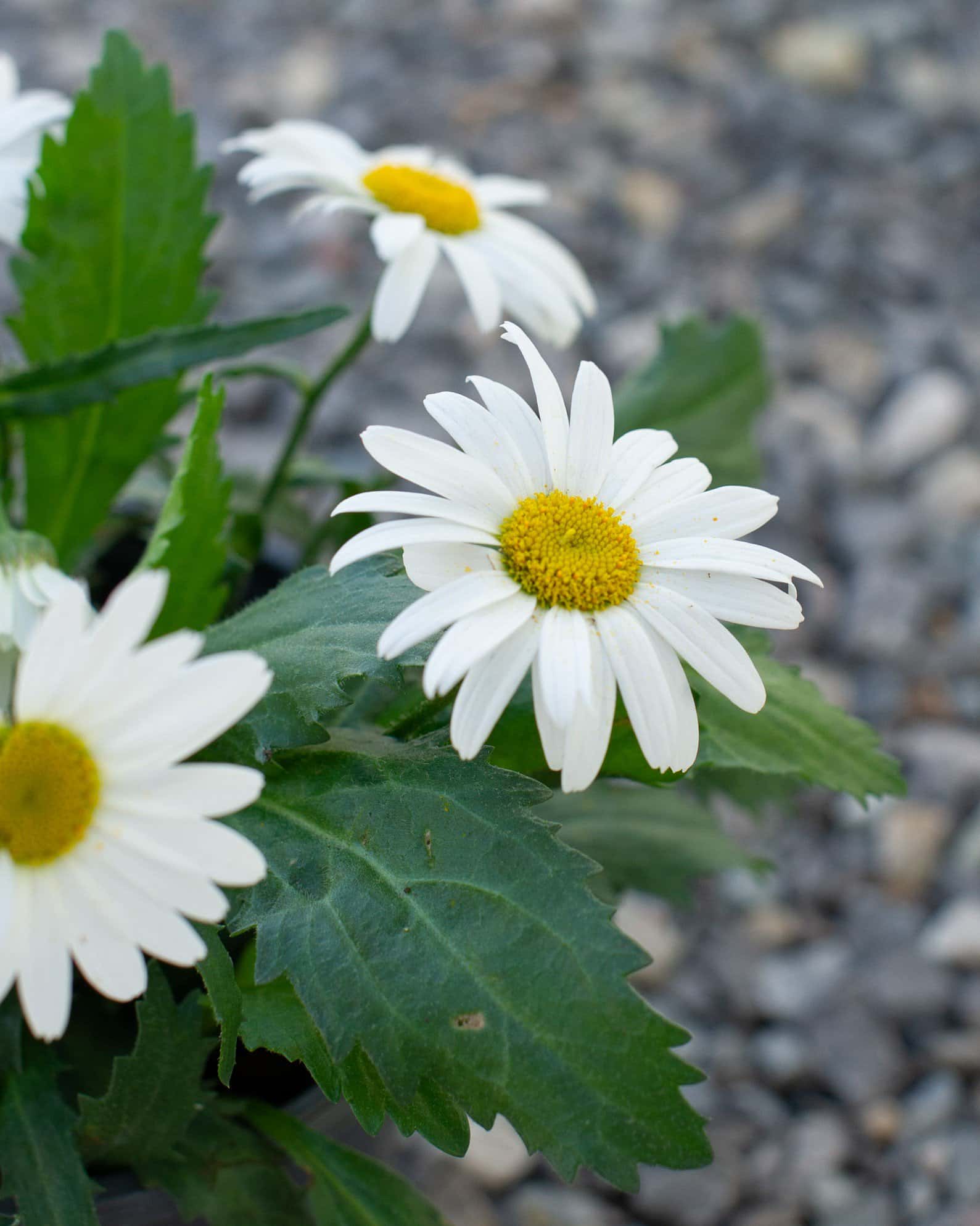 White Lion Shasta Daisy - Image 3
