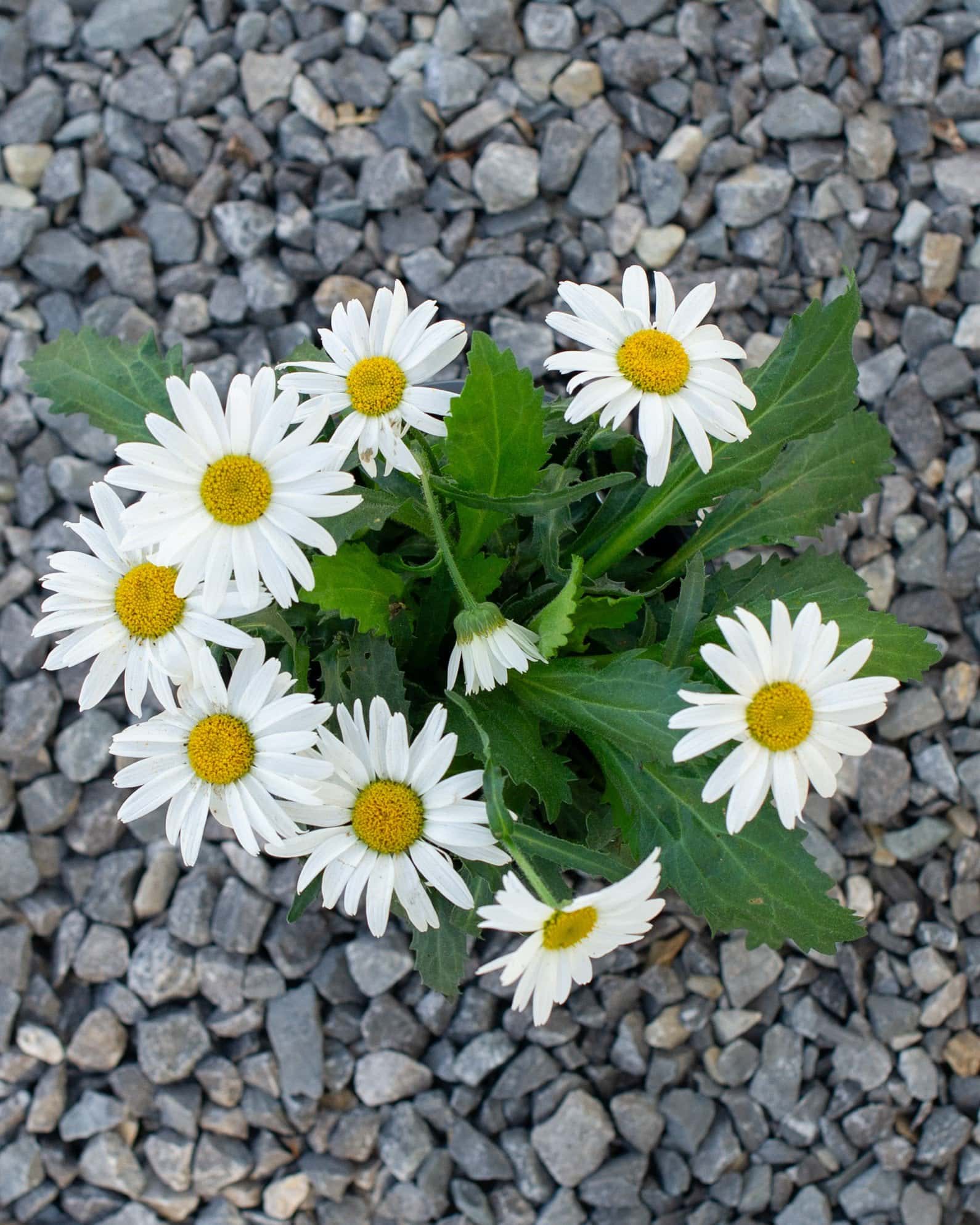 White Lion Shasta Daisy - Image 4