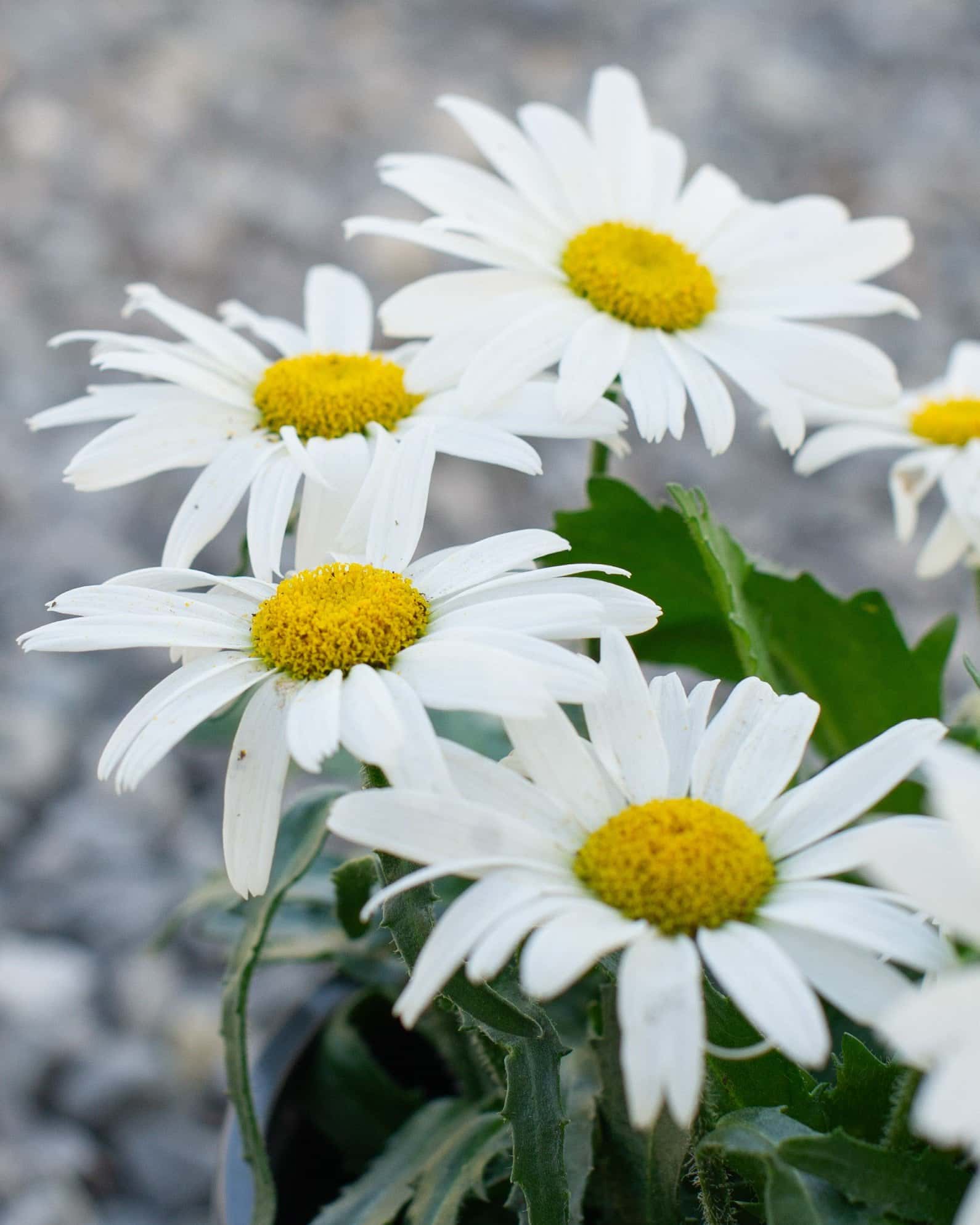 White Lion Shasta Daisy - Image 5