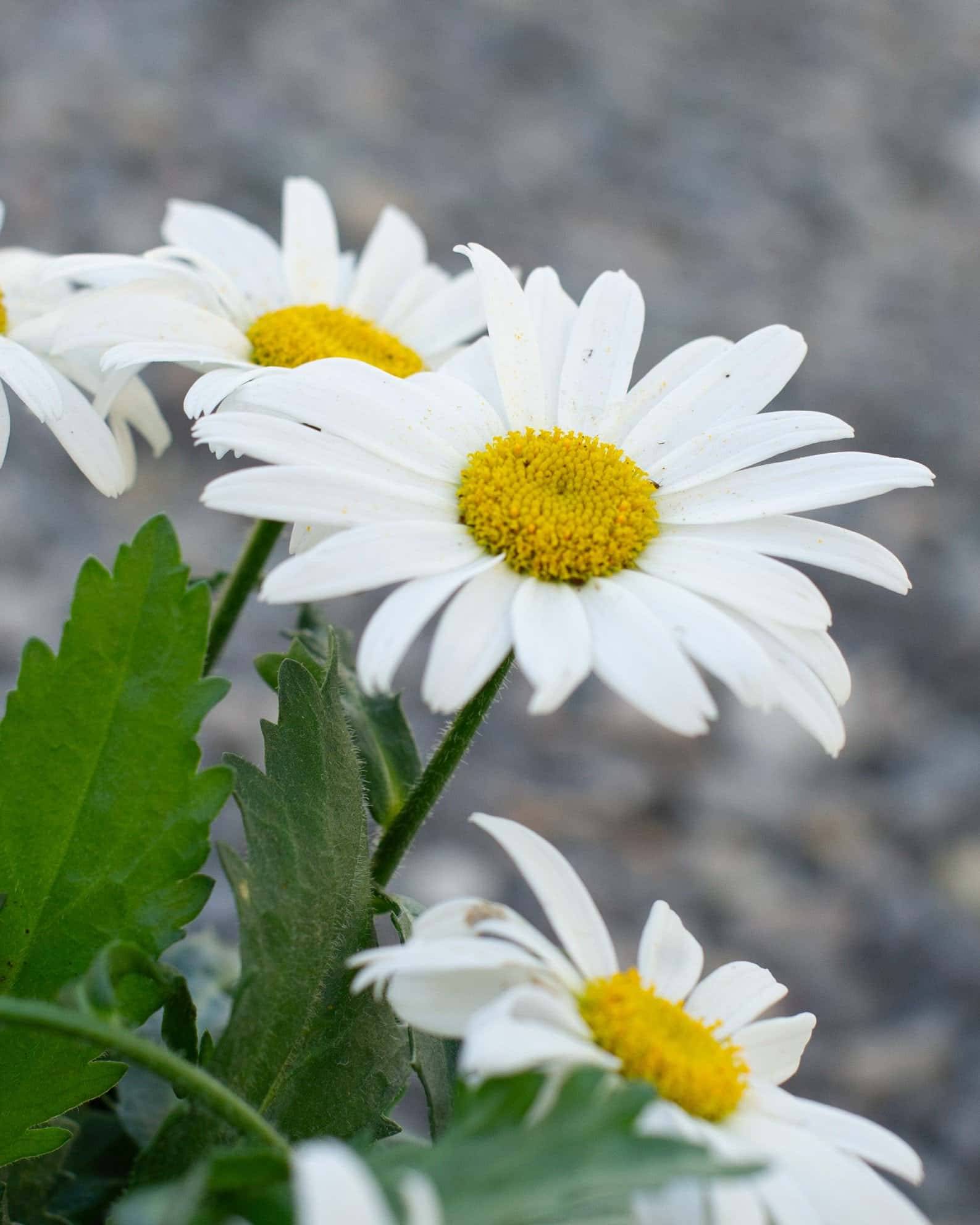 White Lion Shasta Daisy - Image 6