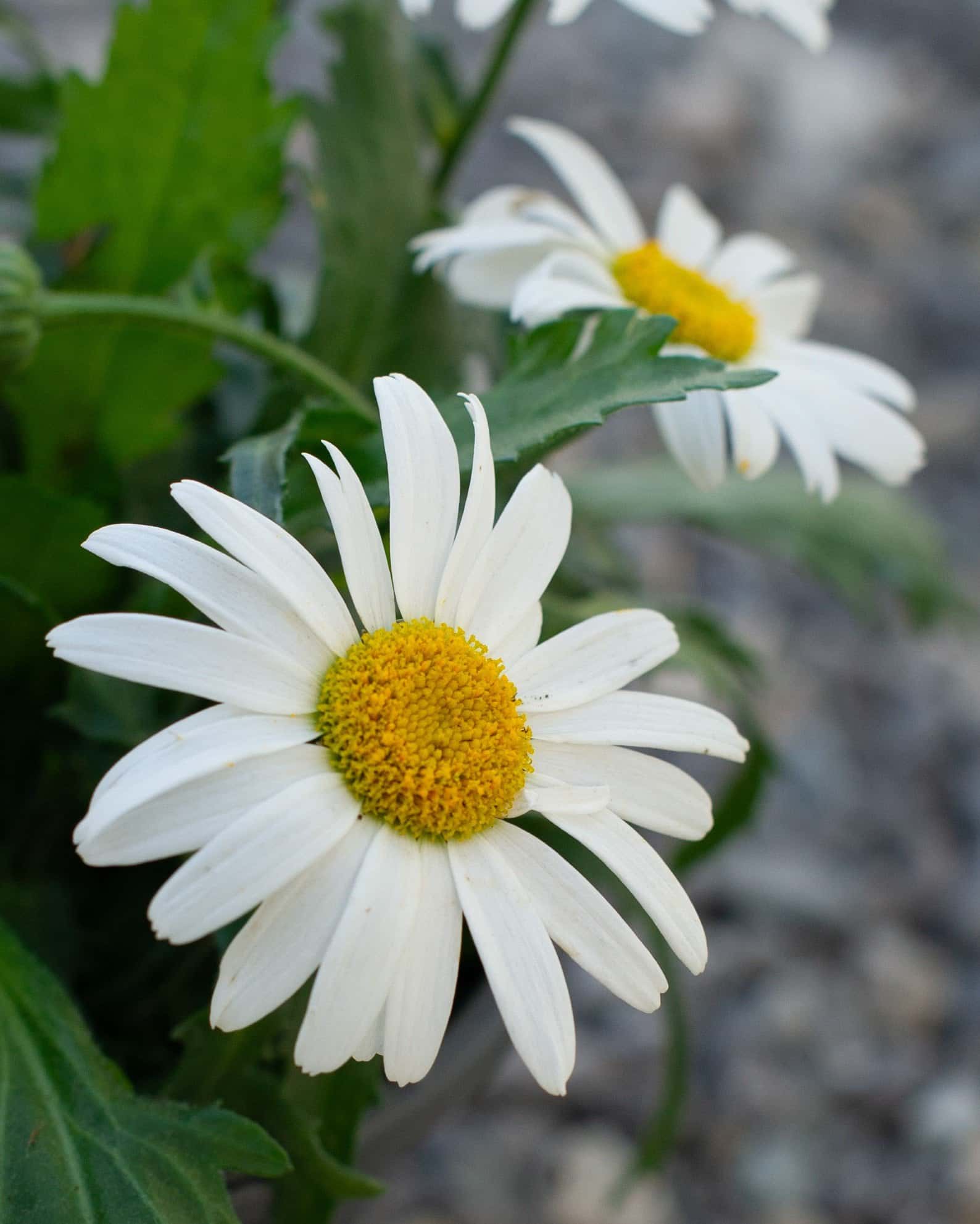 White Lion Shasta Daisy - Image 7