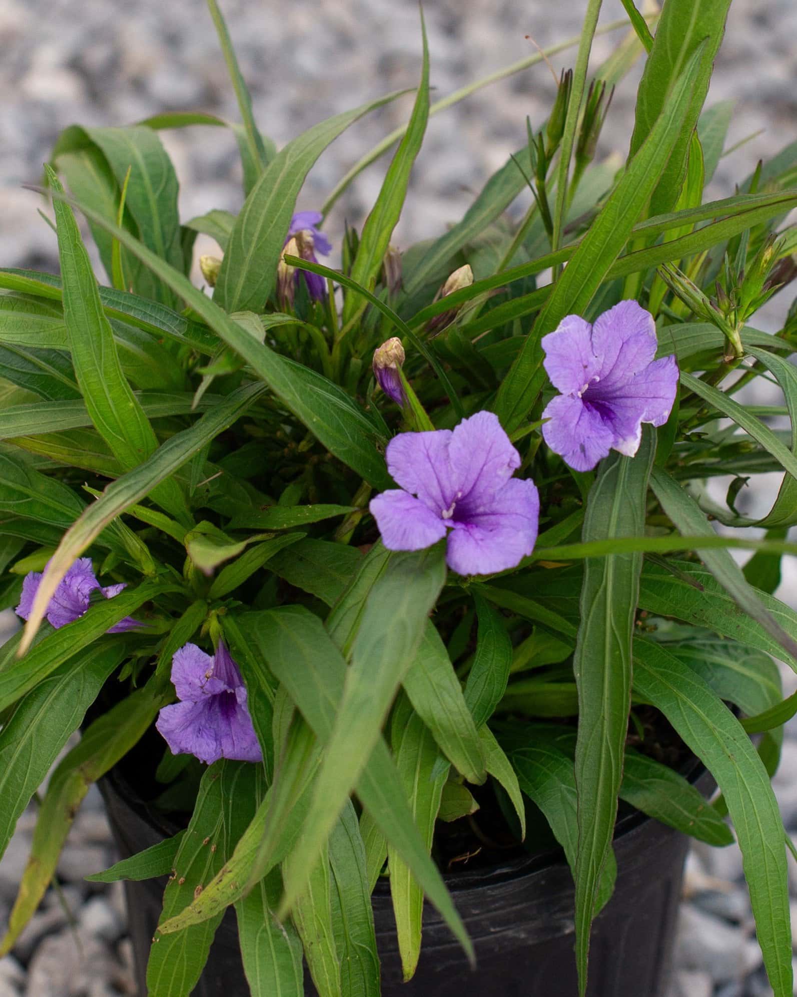 Katie Ruellia - Main Image