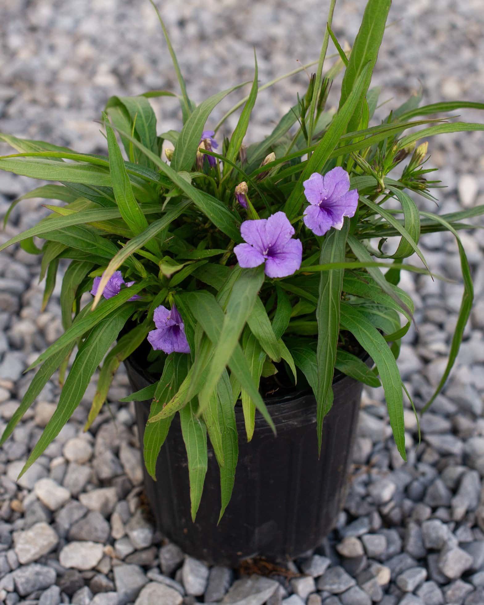 Katie Ruellia - Image 1