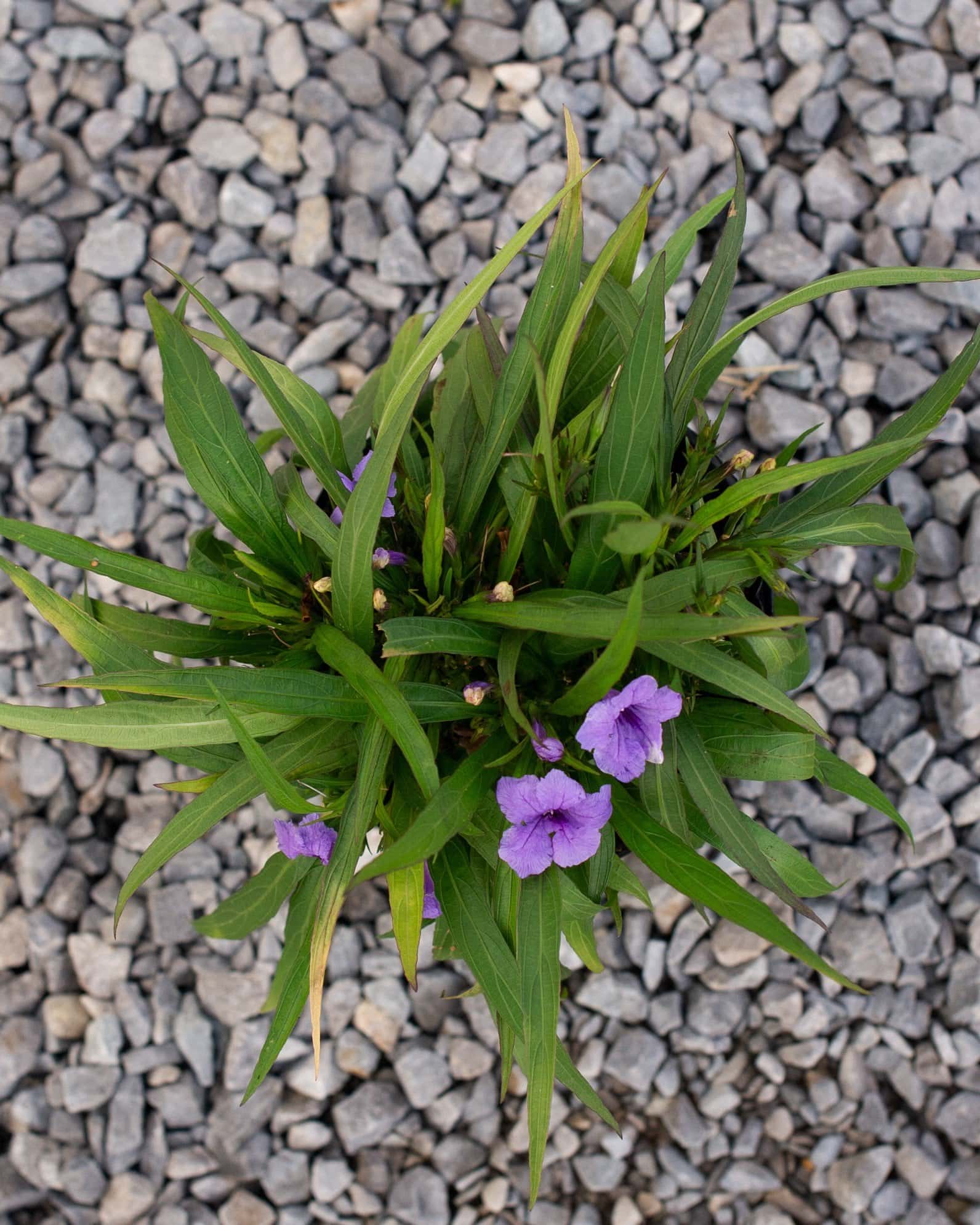 Katie Ruellia - Image 3