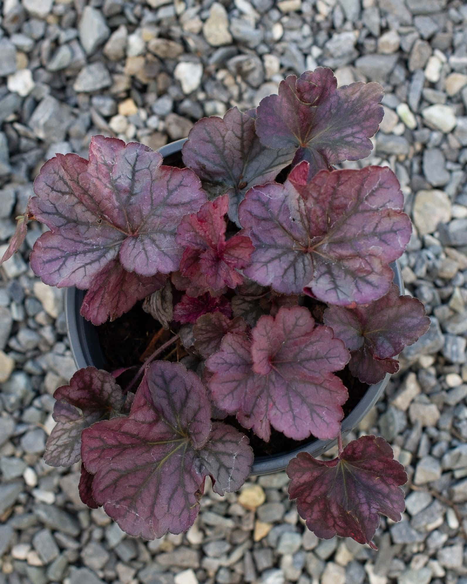 Northern Exposure Silver Heuchera - Image 2