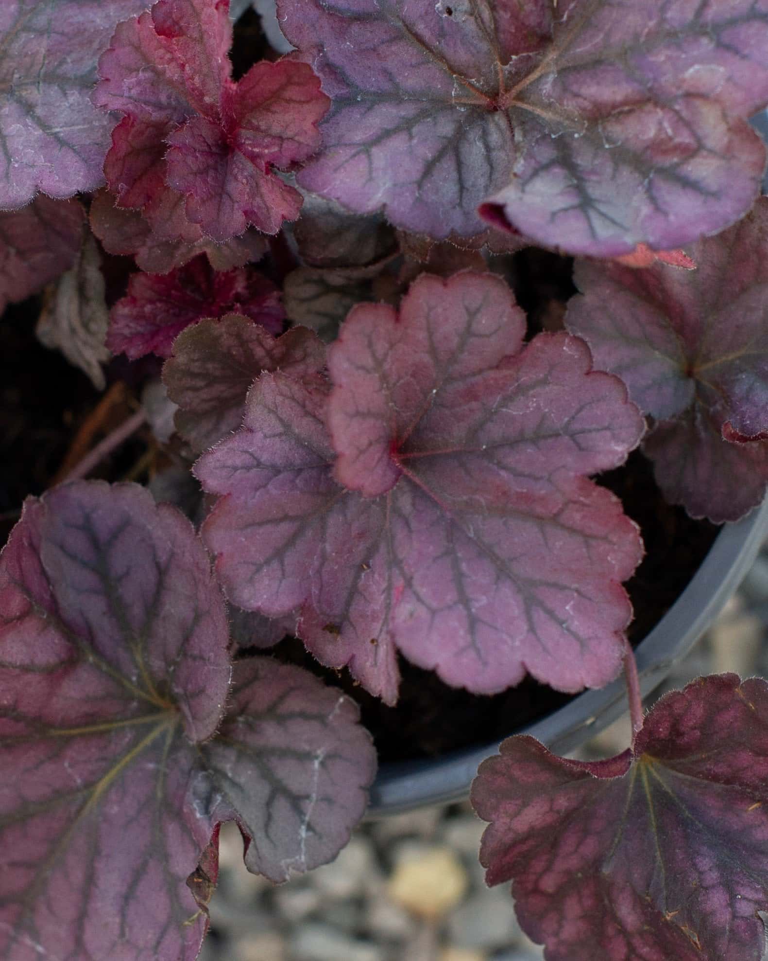 Northern Exposure Silver Heuchera - Image 3