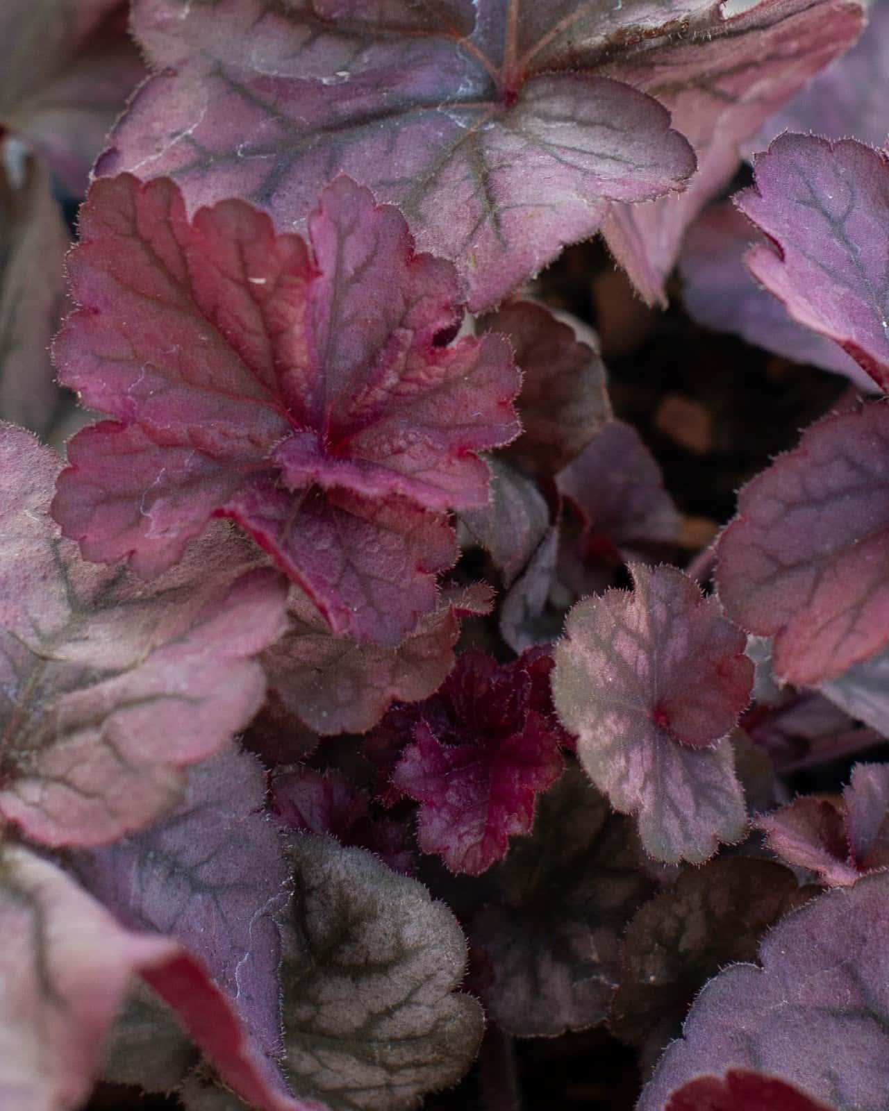 Northern Exposure Silver Heuchera - Image 5