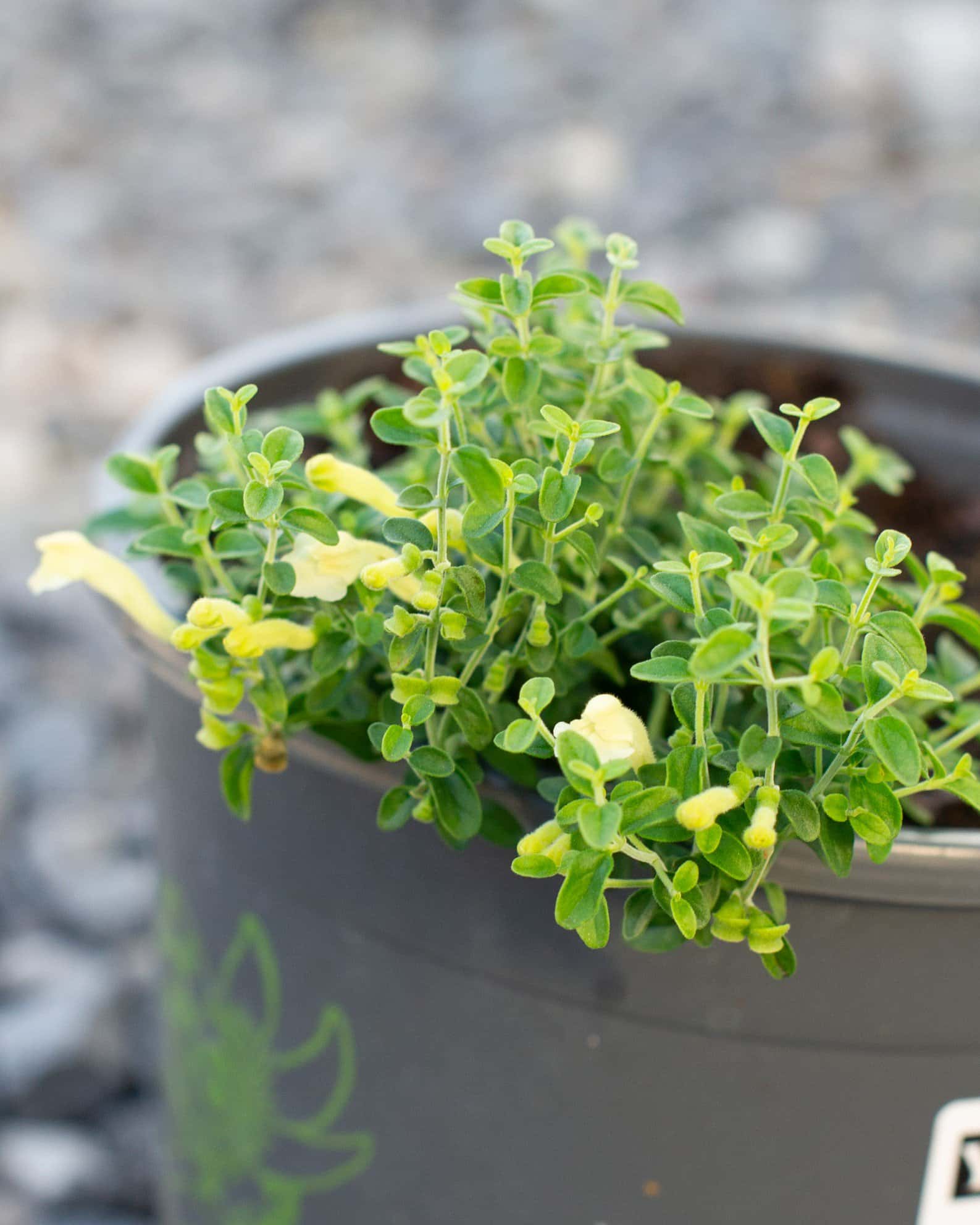 Yellow Skullcap - Image 2