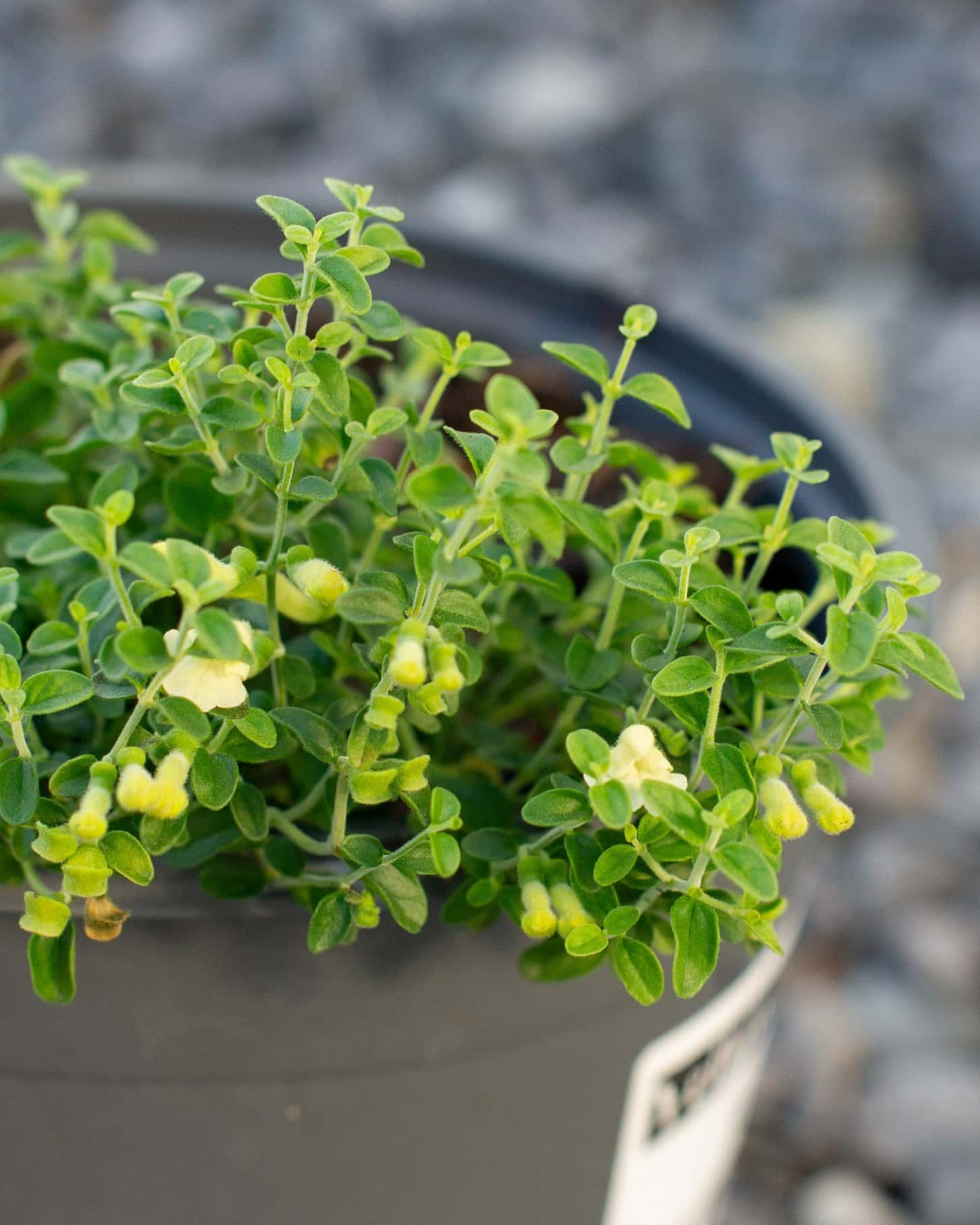 Yellow Skullcap - Image 4