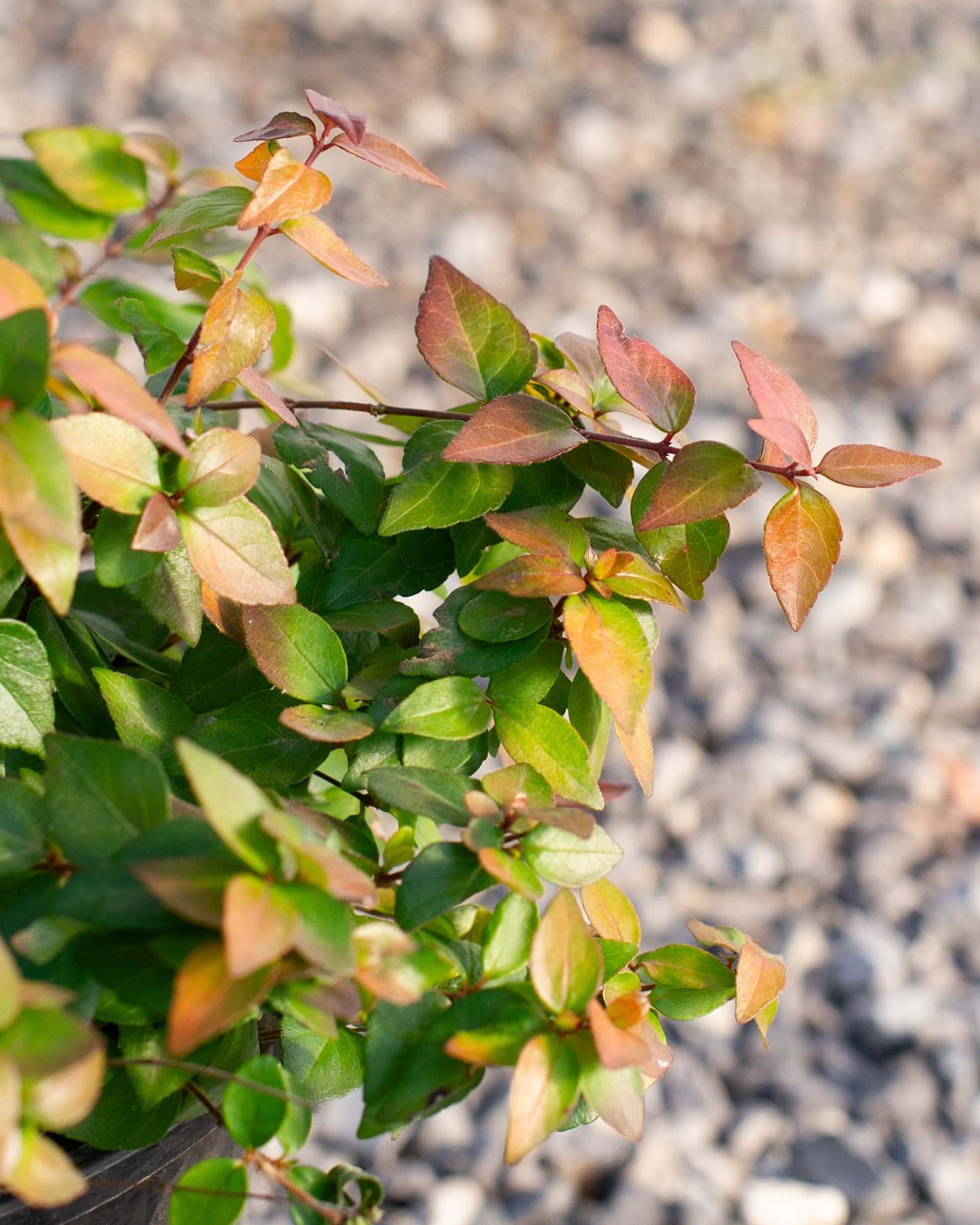 Twist of Lemon Abelia - Image 5