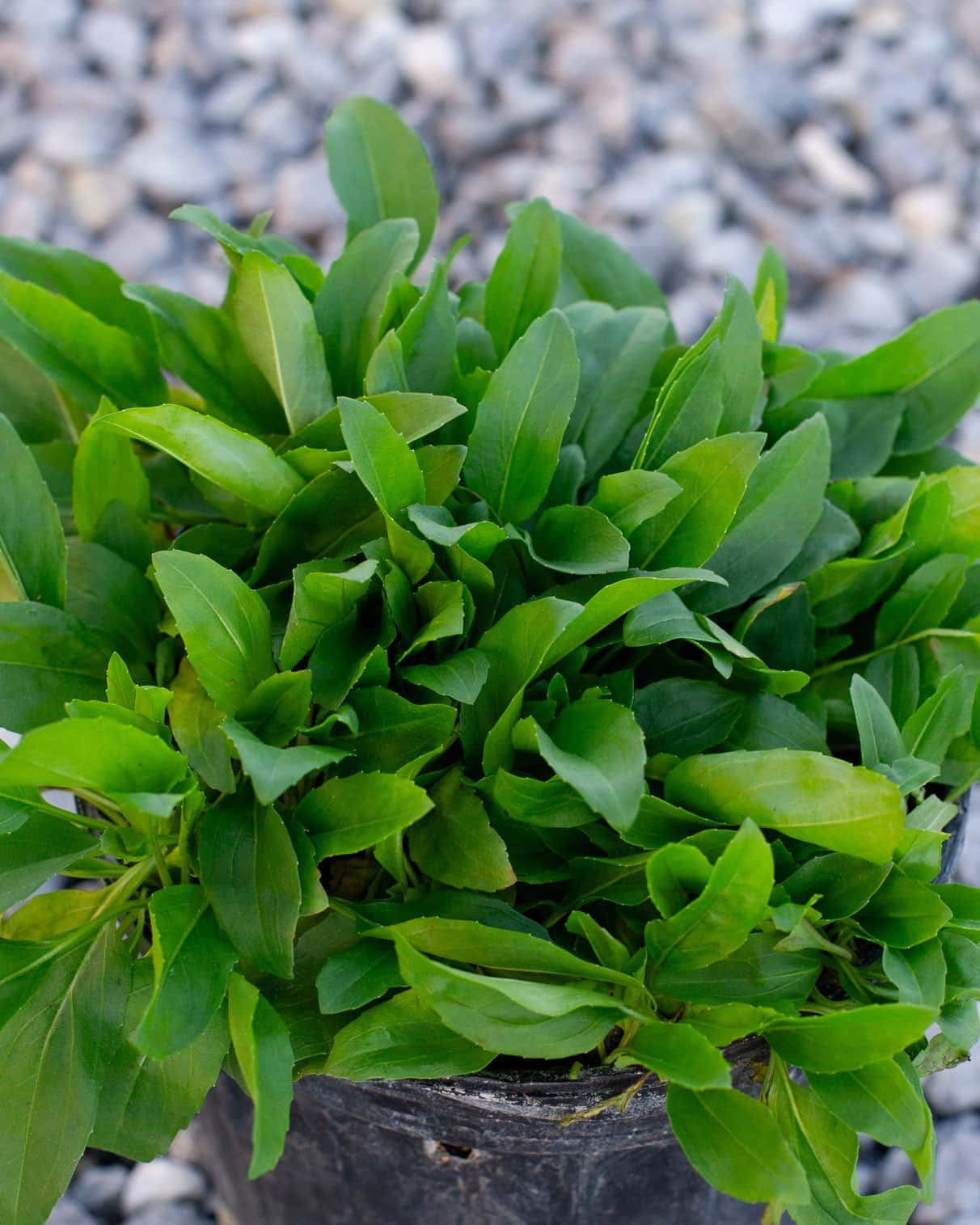 Obedient Plant - Image 1