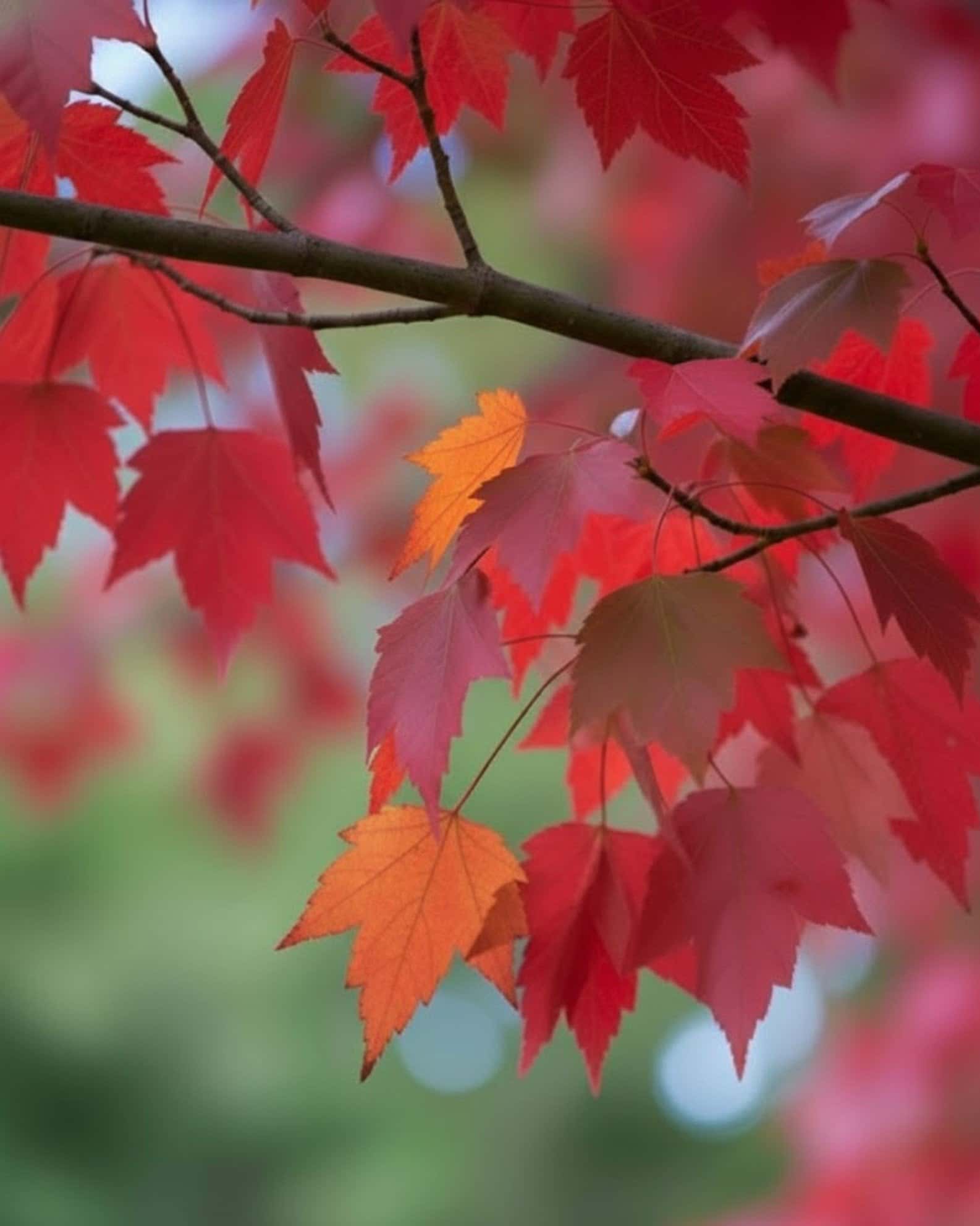 Red Sunset Maple - Main Image