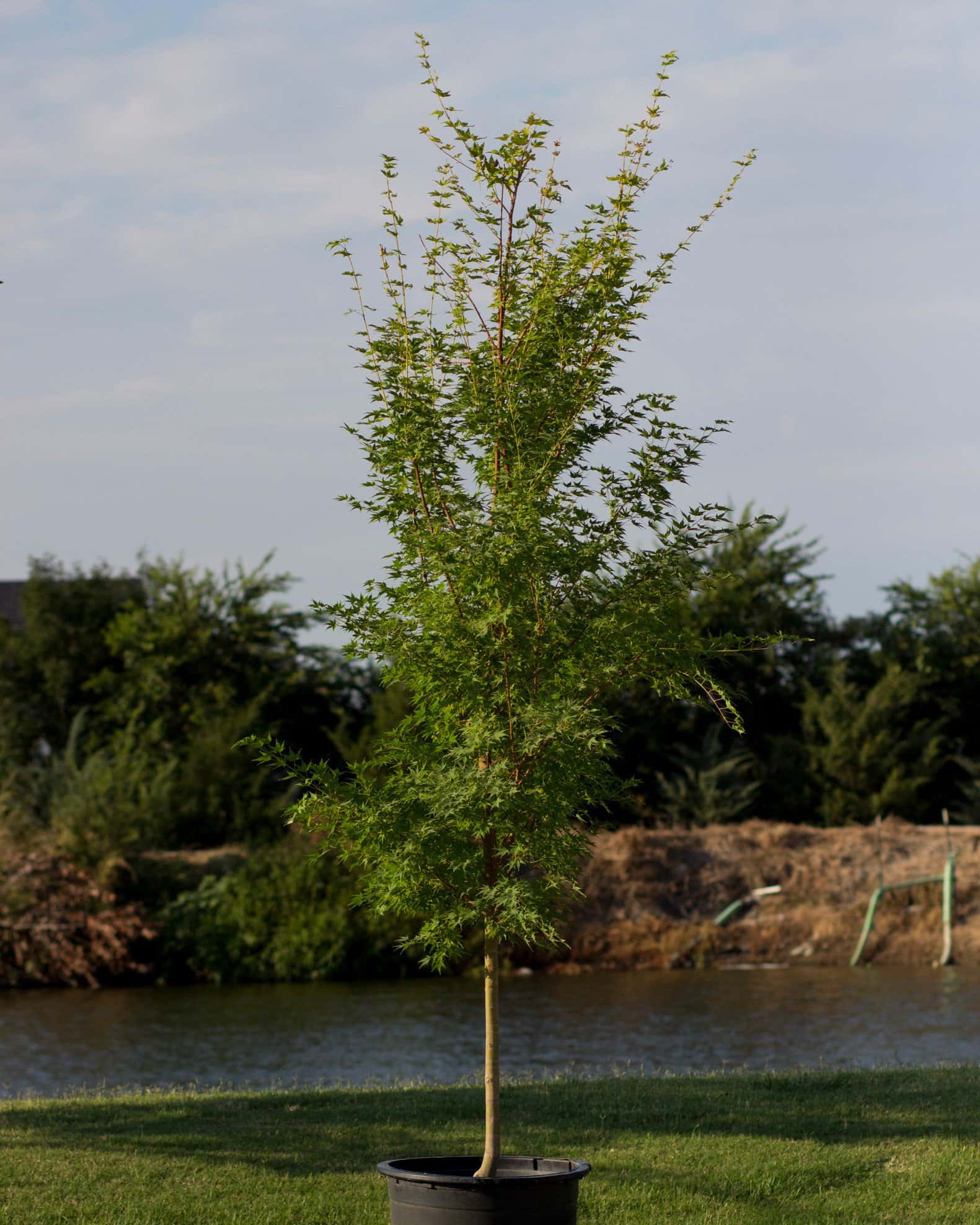 Coral Bark Japanese Maple - Image 2