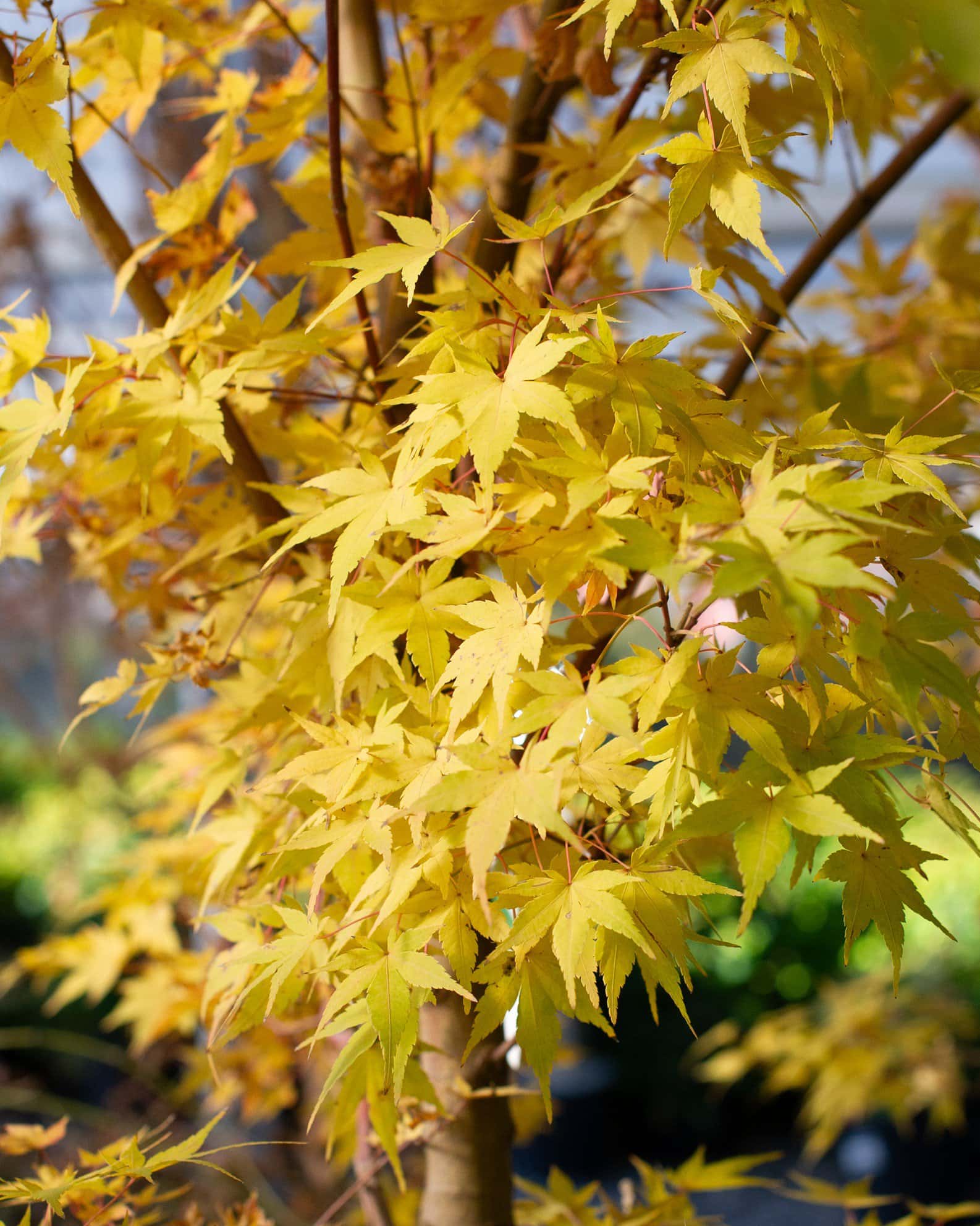 Coral Bark Japanese Maple - Image 5