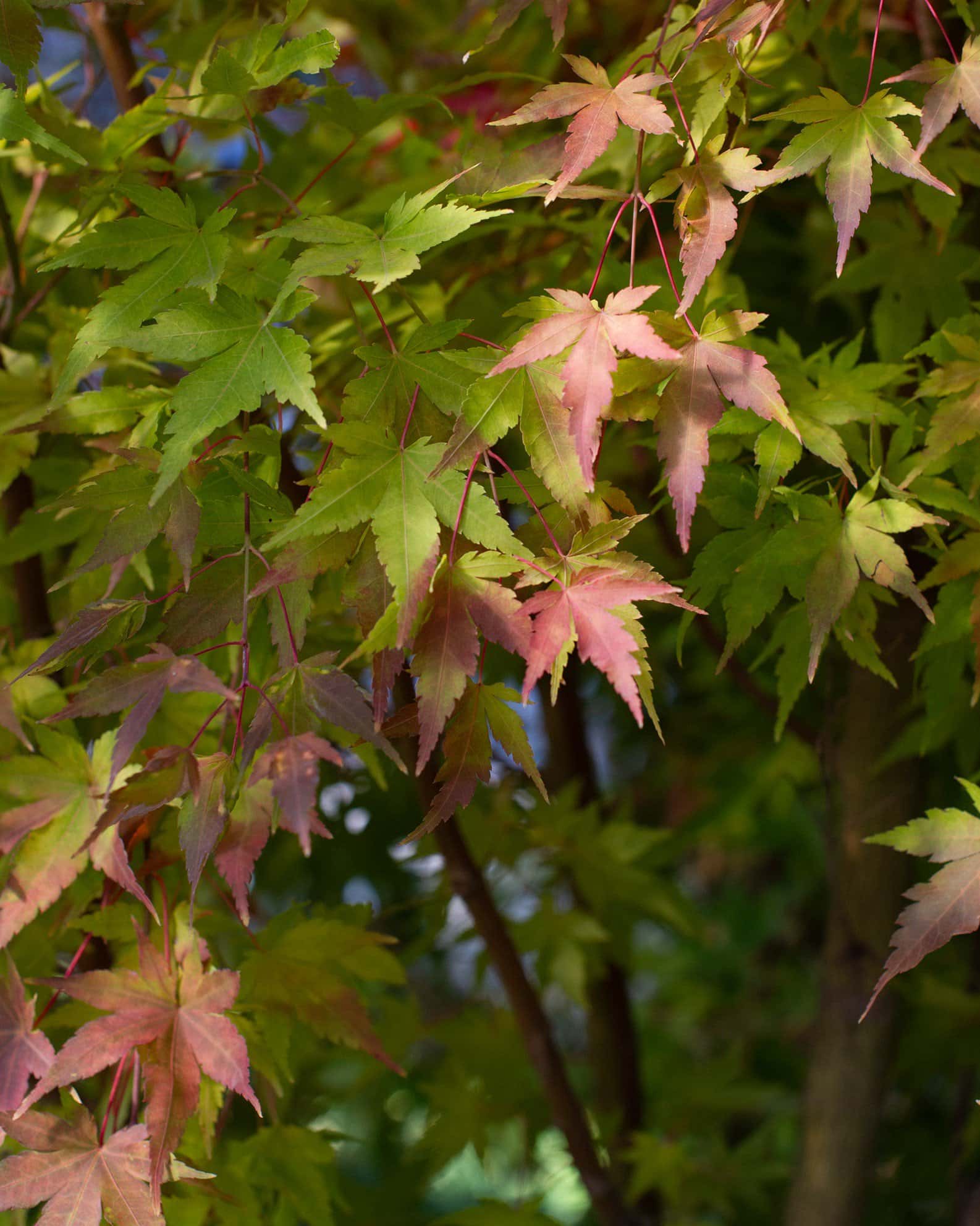 Coral Bark Japanese Maple - Image 6