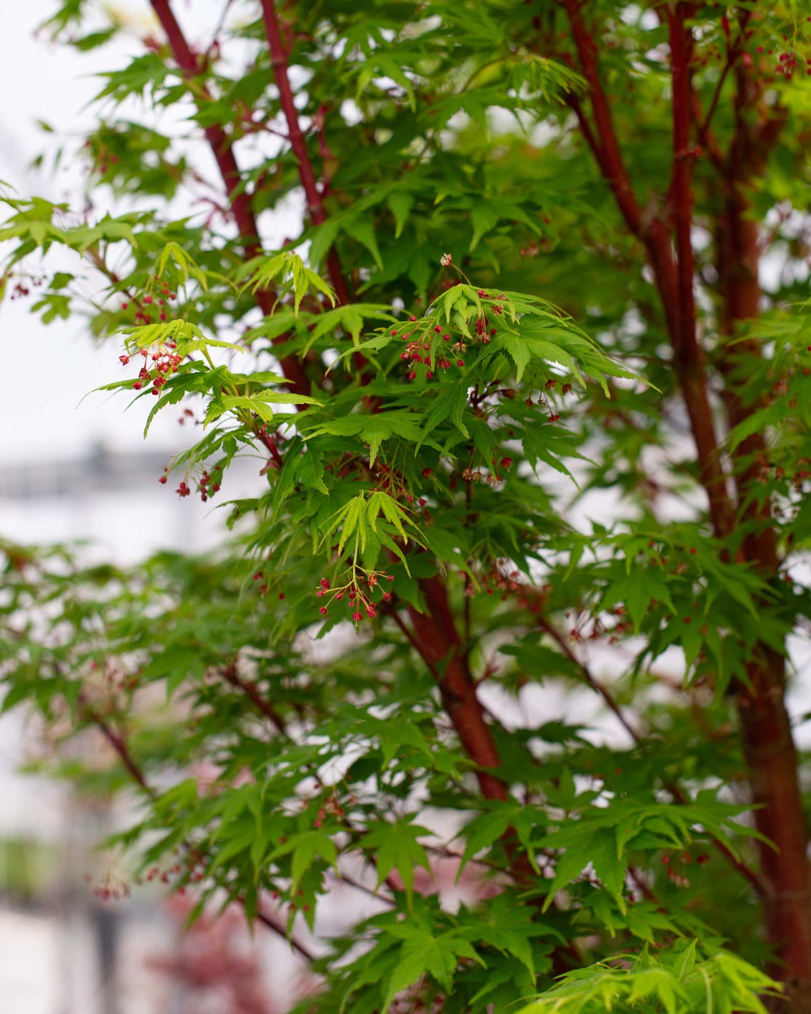 Coral Bark Japanese Maple - Image 7