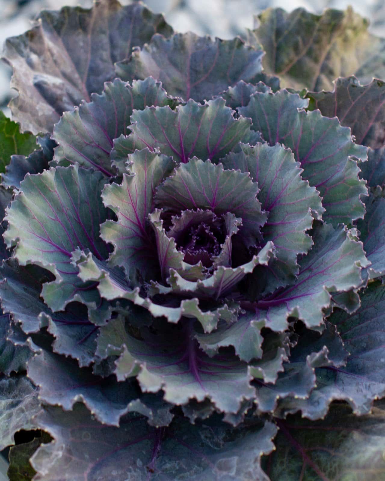 Osaka Red Cabbage - Image 5