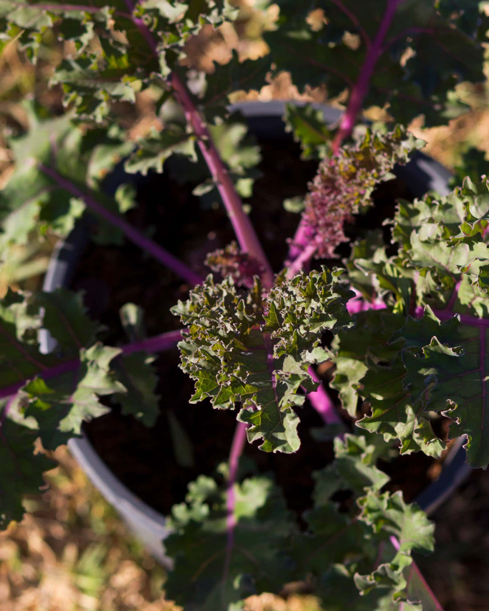 Sunbor Kale - Image 1