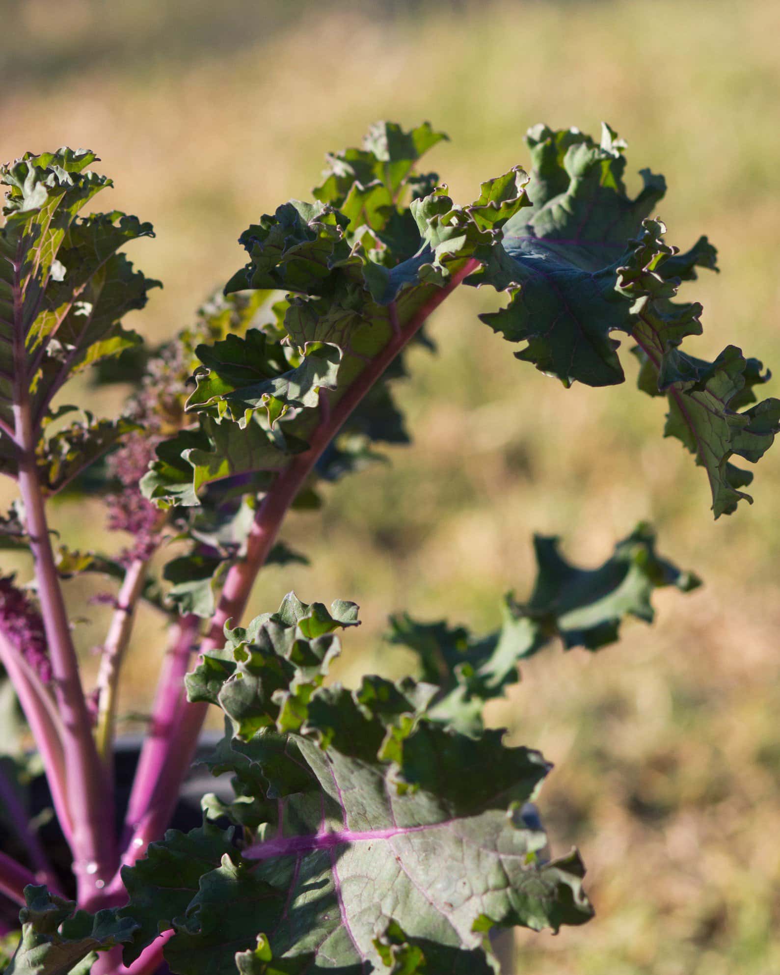 Sunbor Kale - Image 2