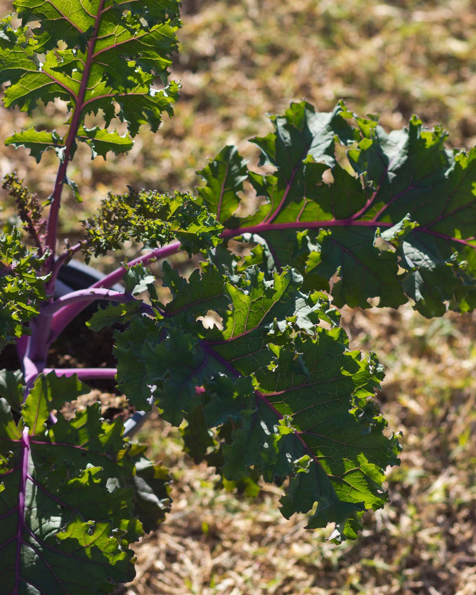 Sunbor Kale - Image 4