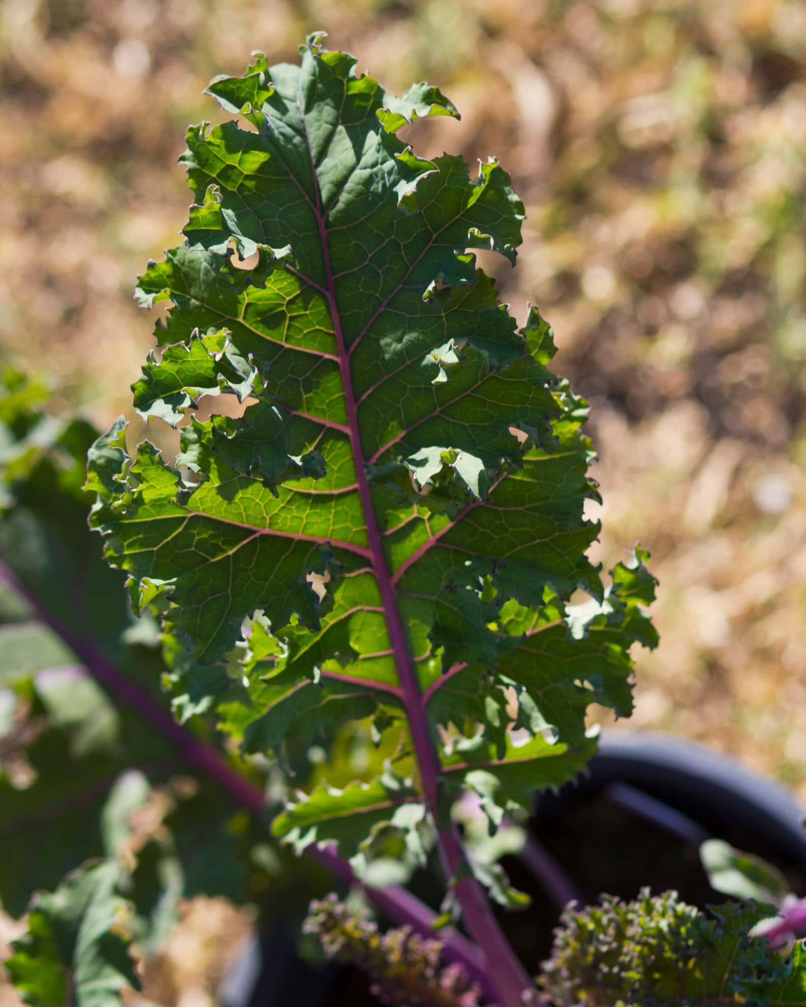 Sunbor Kale - Image 5