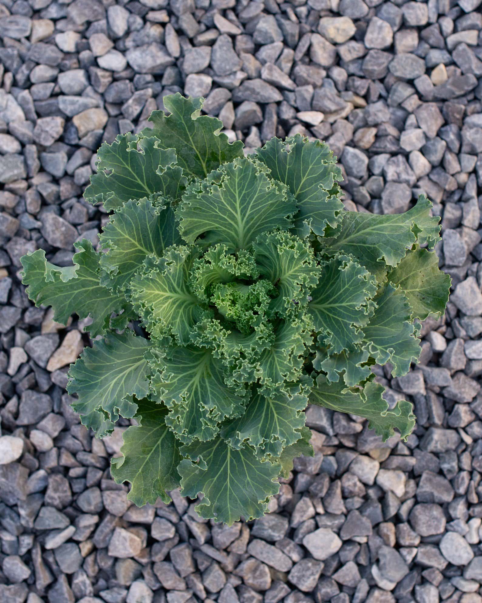 Nagoya White Kale - Image 1