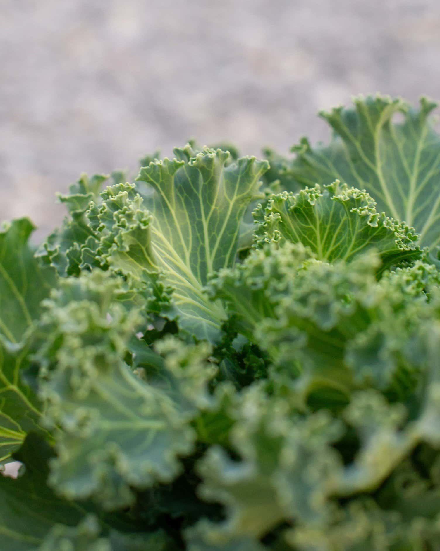Nagoya White Kale - Image 2