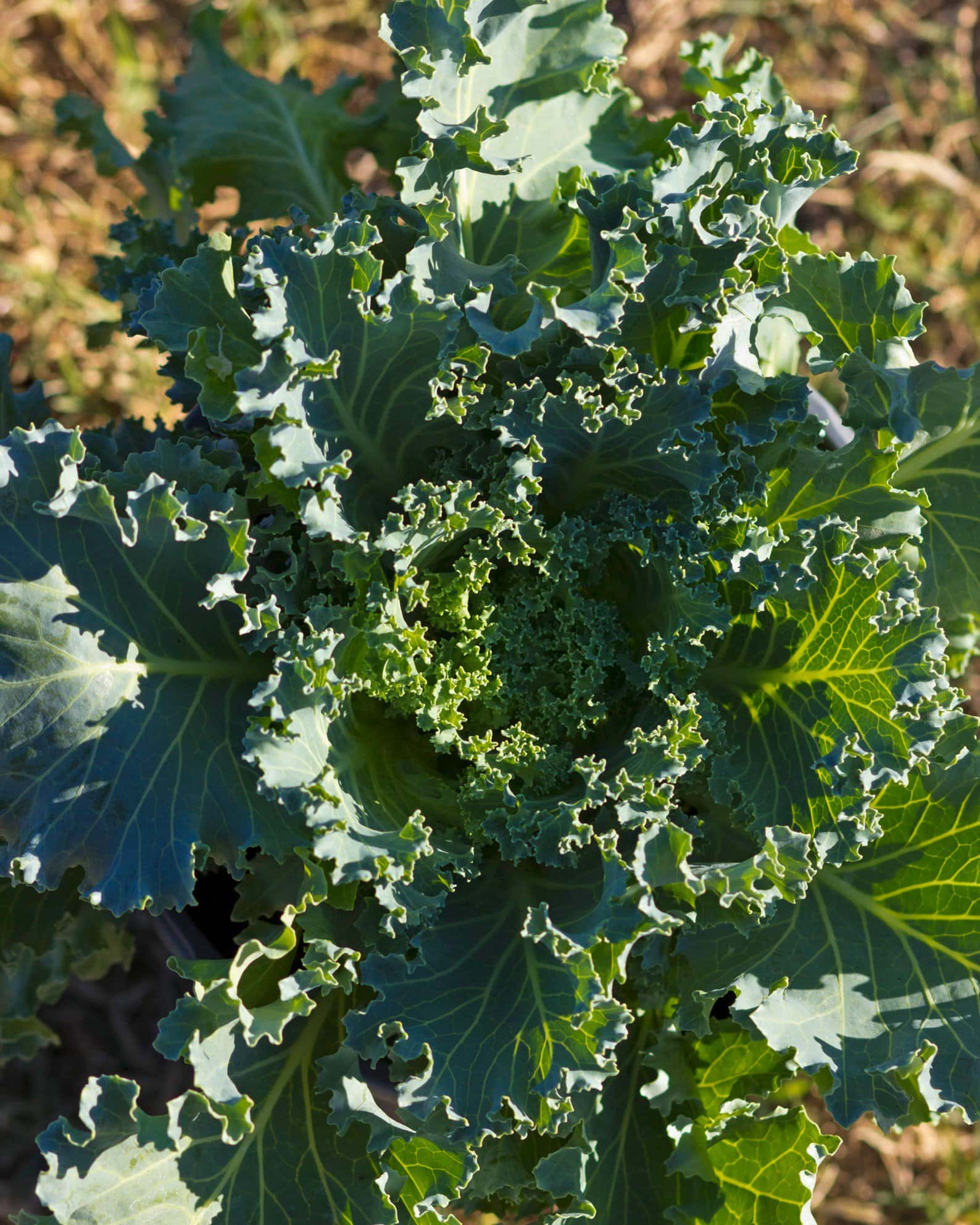 Nagoya White Kale - Image 3