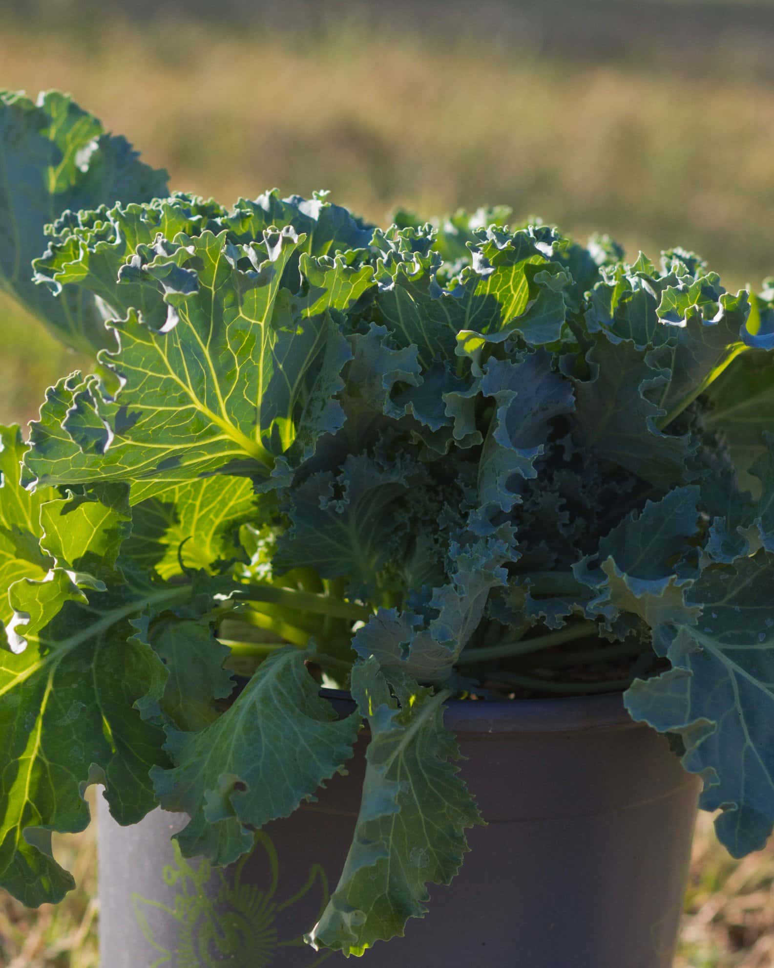 Nagoya White Kale - Image 4