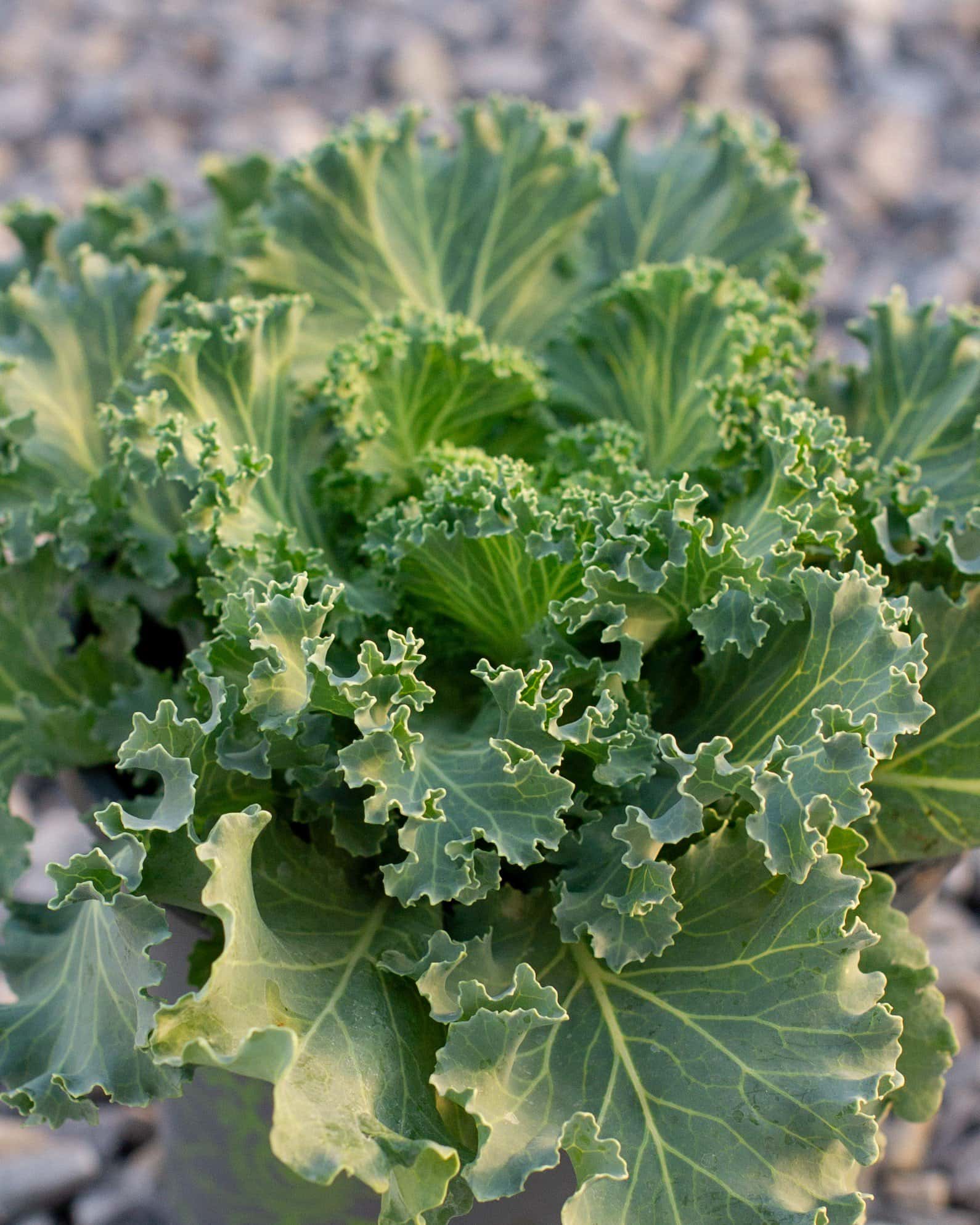 Nagoya White Kale - Image 5