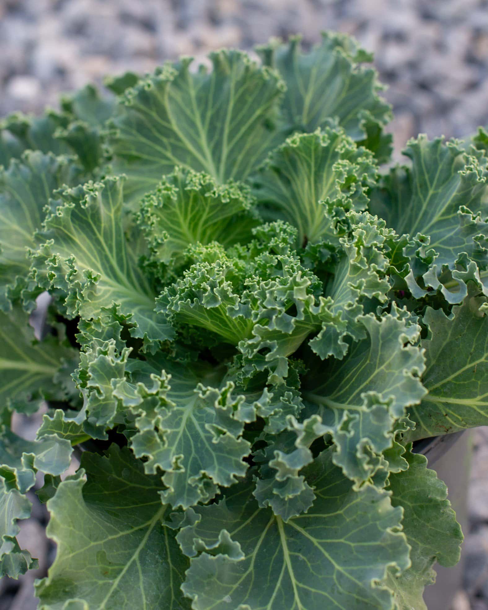 Nagoya White Kale - Image 6